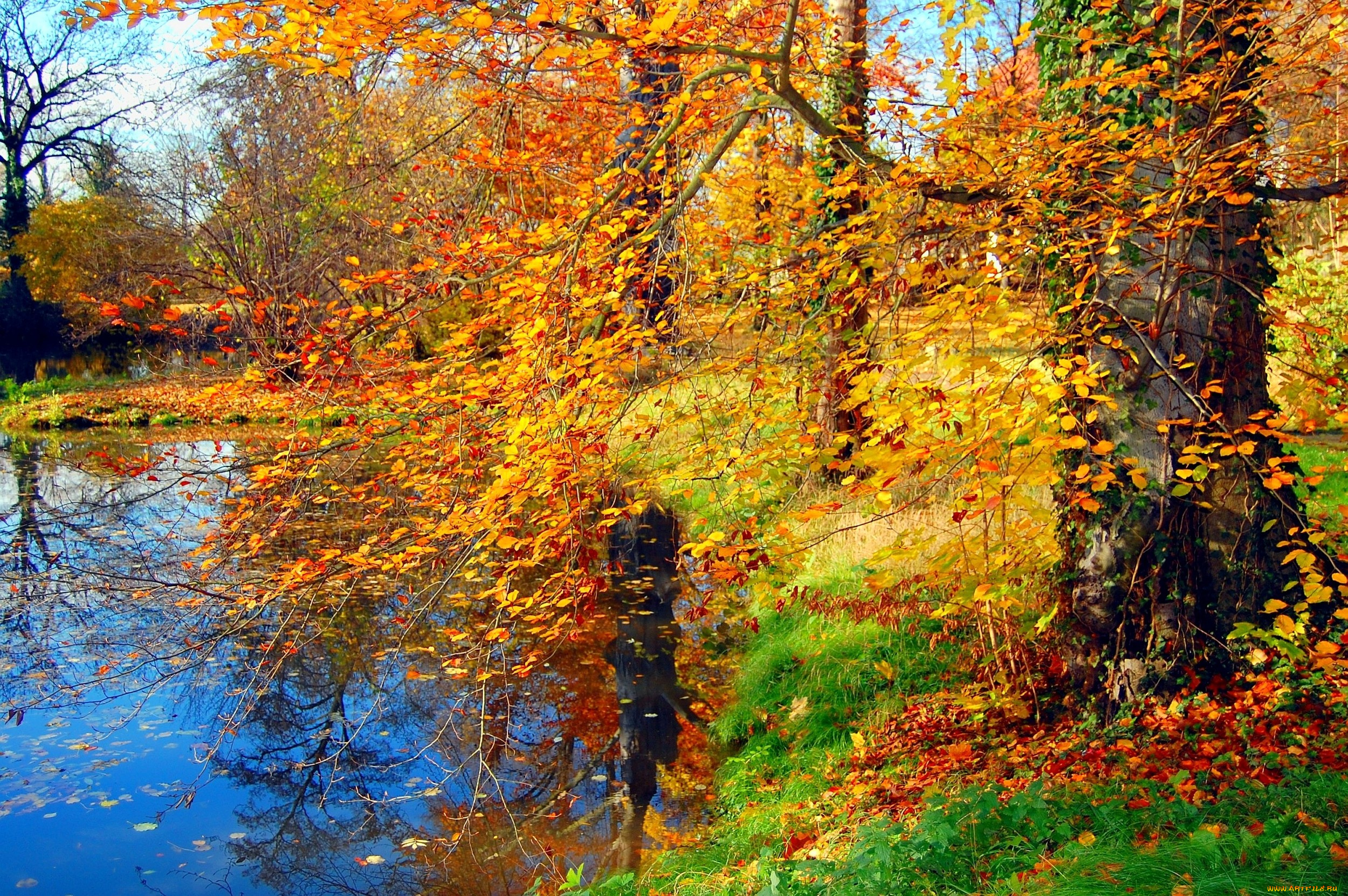 природа, деревья, листья, осень, вода