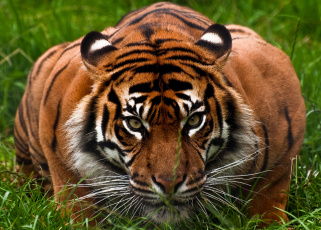 Картинка животные тигры взгляд хищник