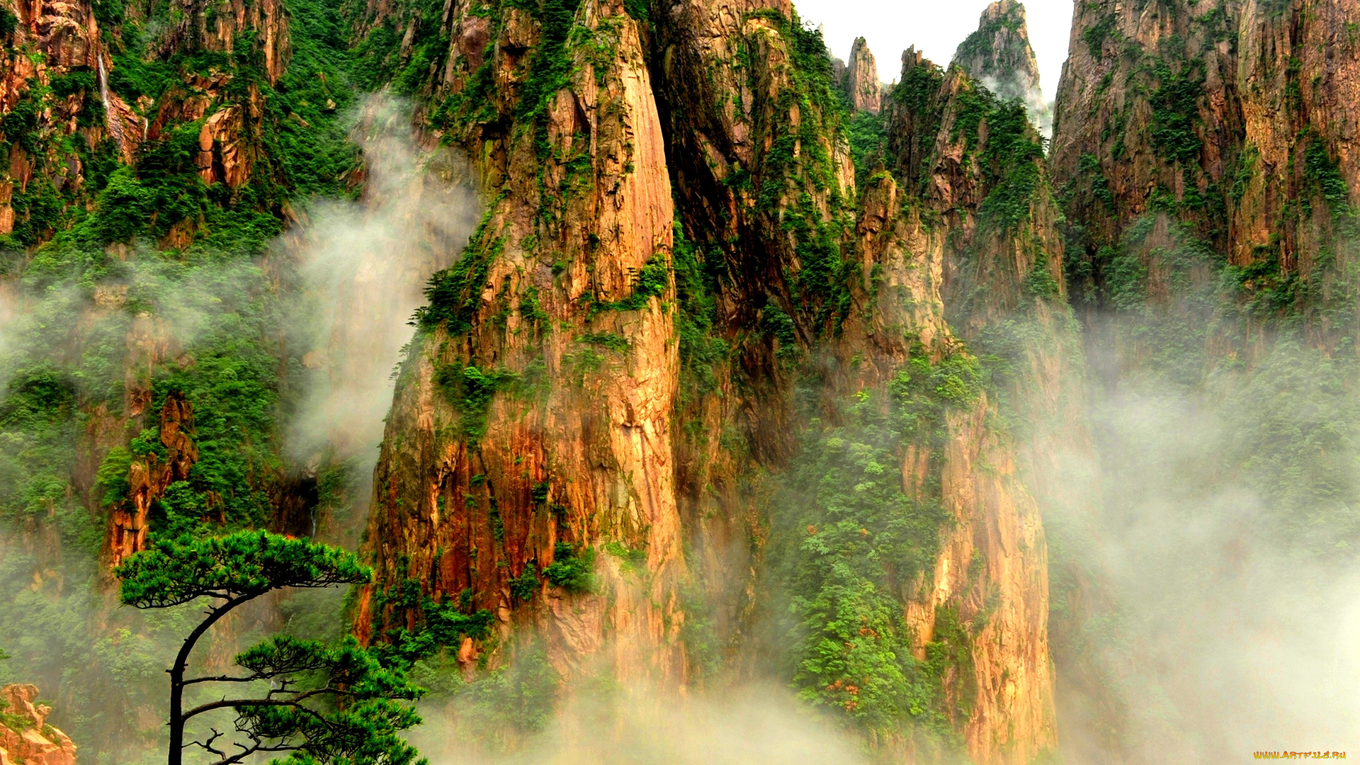 mountain, plants, in, fog, природа, горы, пики, туман, лес