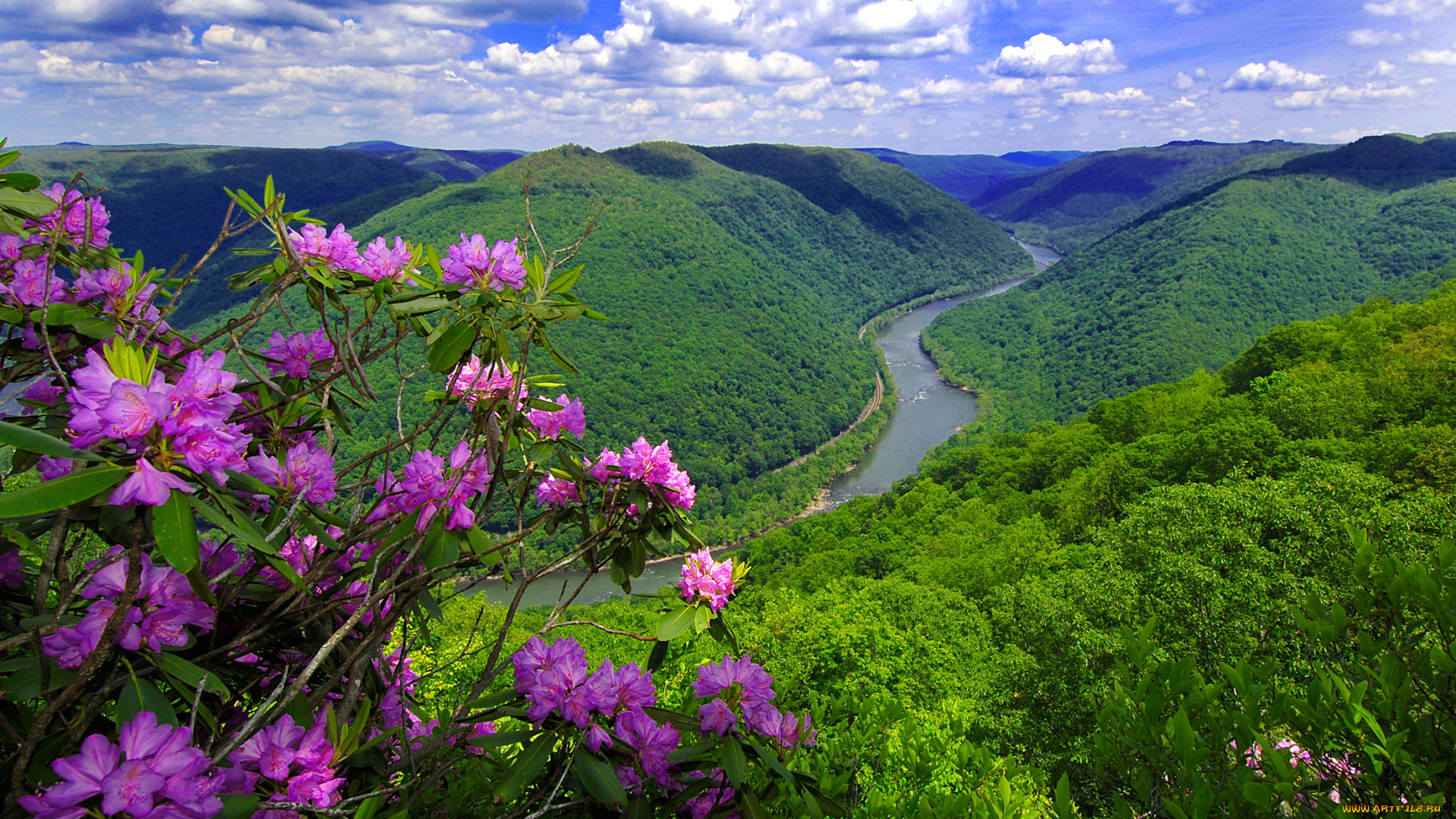 river, view, природа, реки, озера, холмы, леса, кустарник, река, цветы, панорама