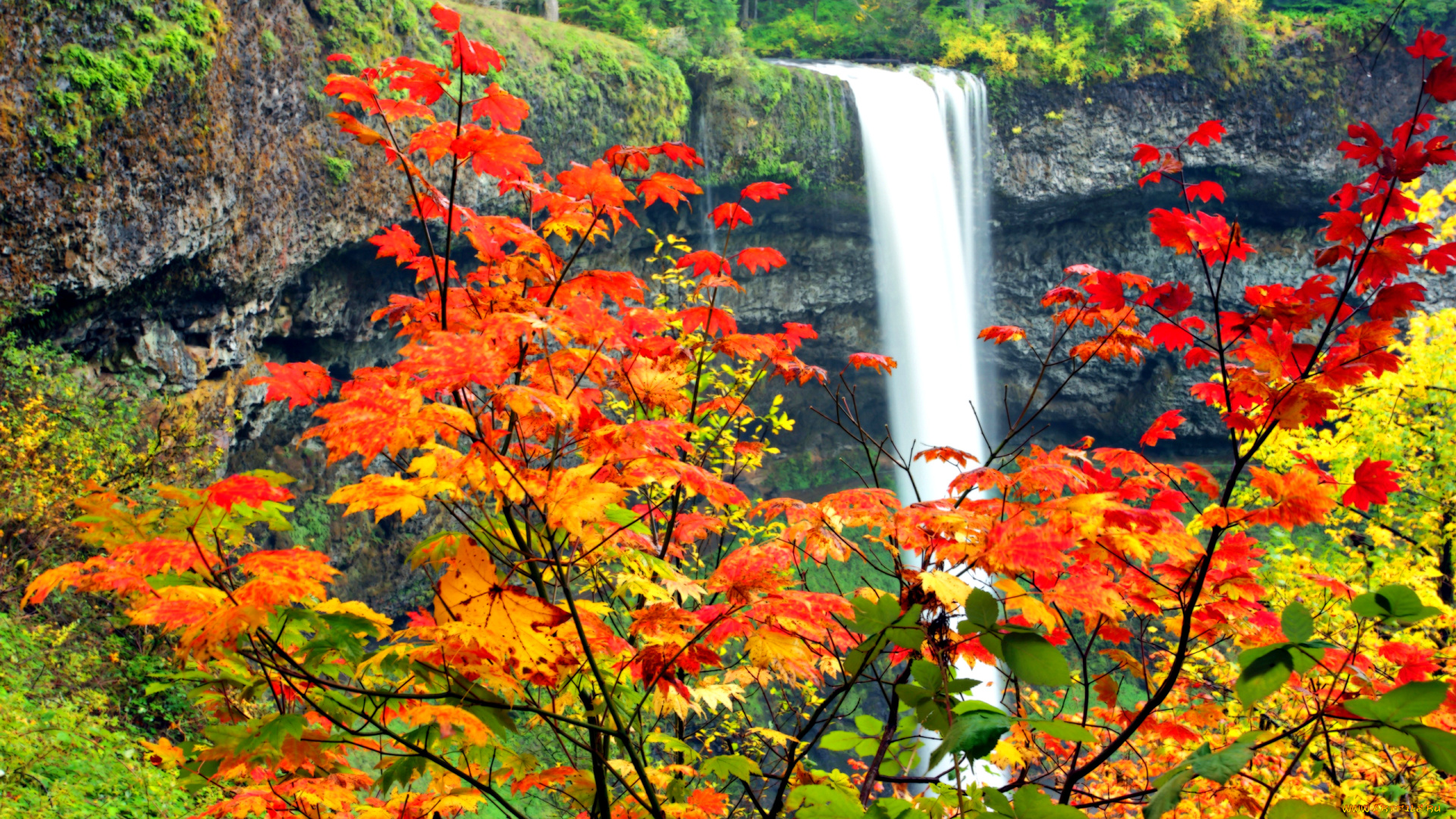 waterfall, природа, водопады, водопад, клен, листья
