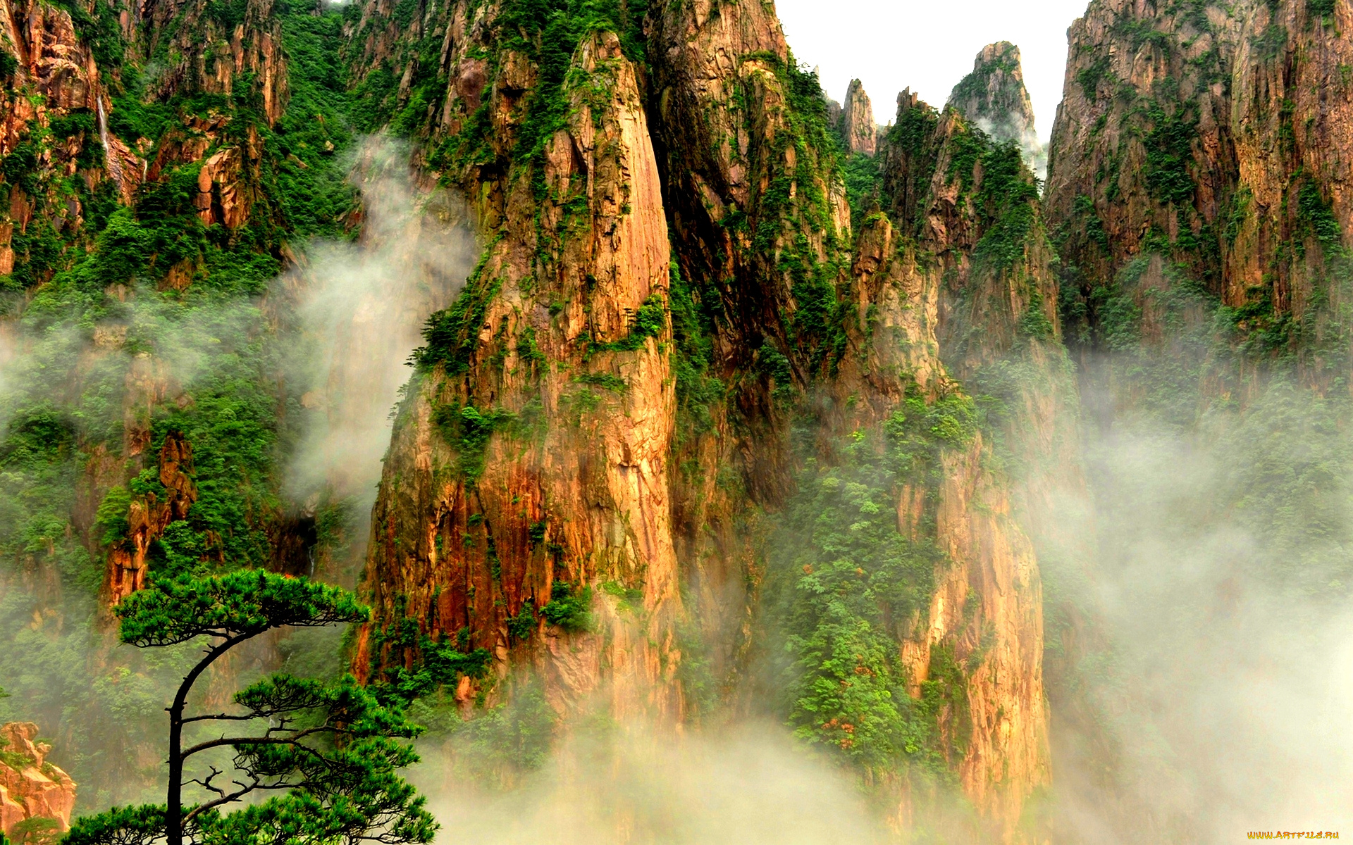 mountain, plants, in, fog, природа, горы, пики, туман, лес