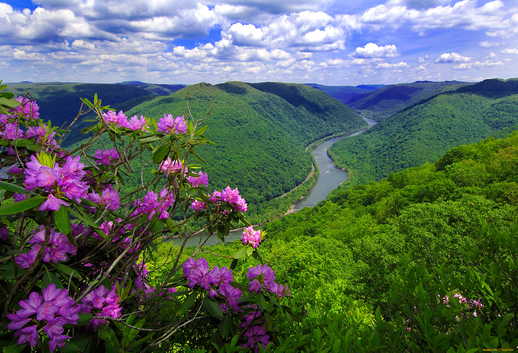 river, view, природа, реки, озера, холмы, леса, кустарник, река, цветы, панорама