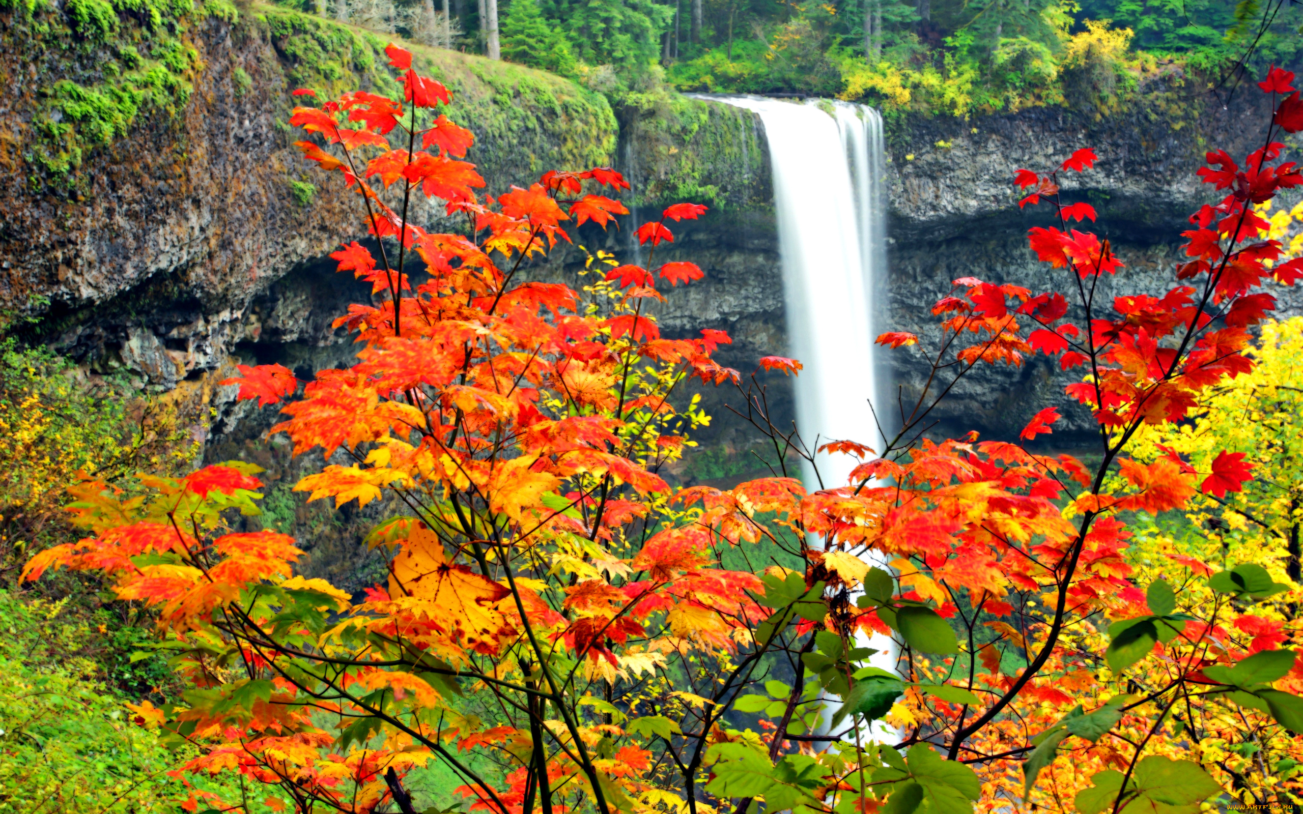 waterfall, природа, водопады, водопад, клен, листья