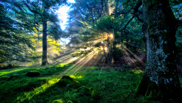 Картинка splendor природа лес солнце лучи трава стволы тро