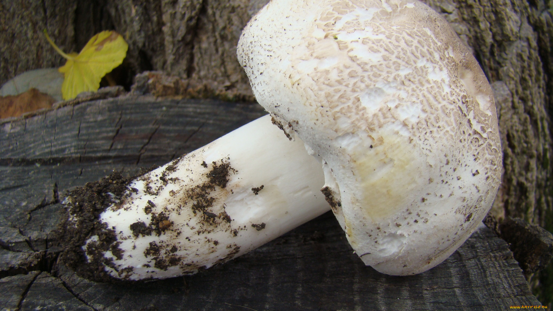 гриб, природа, грибы