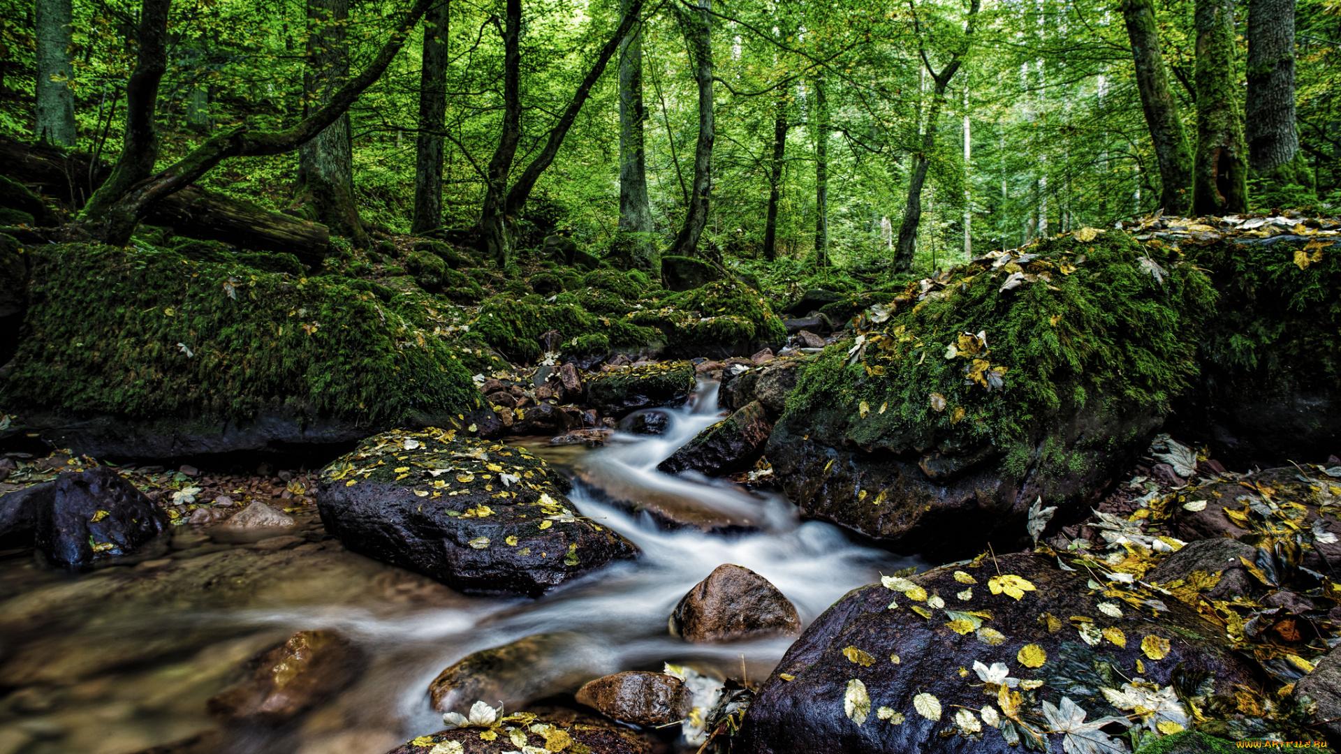 природа, лес, камни, вода, деревья