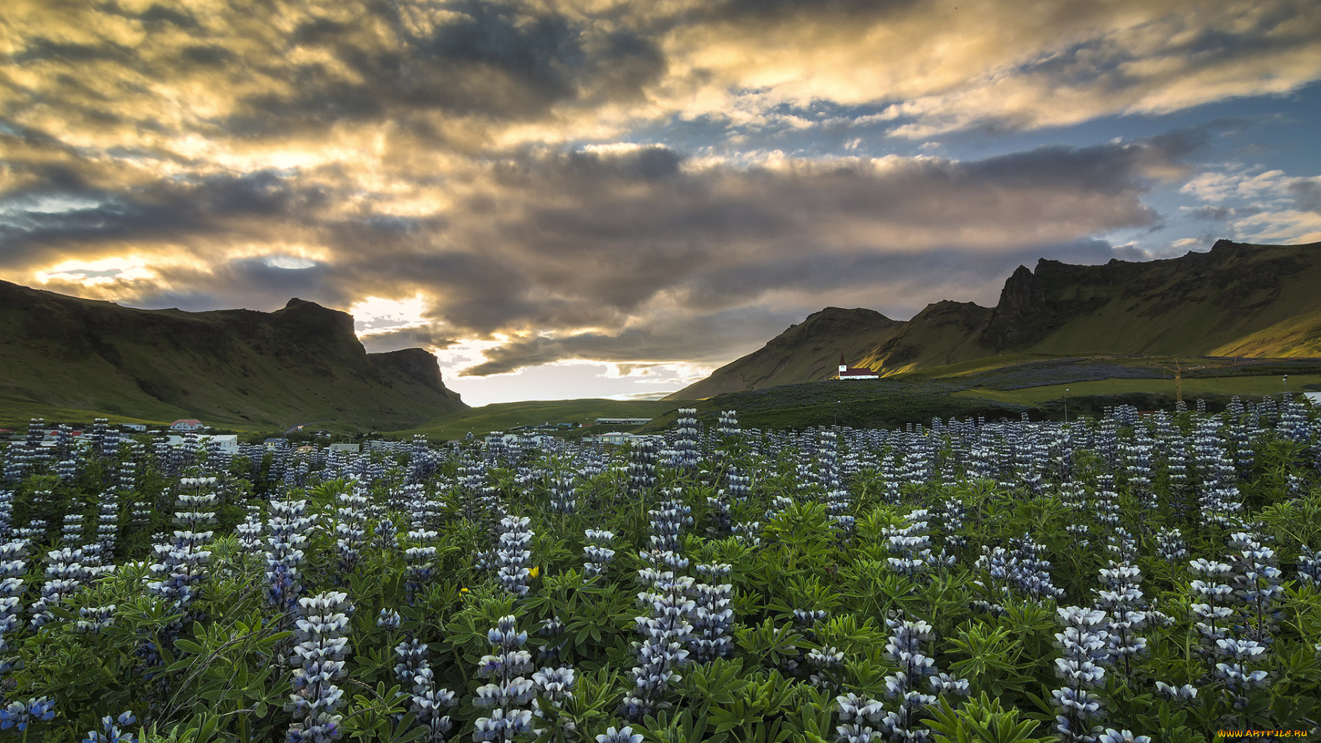 vik, myrdal, iceland, природа, луга, i, люпины, цветы, горы, исландия, вик