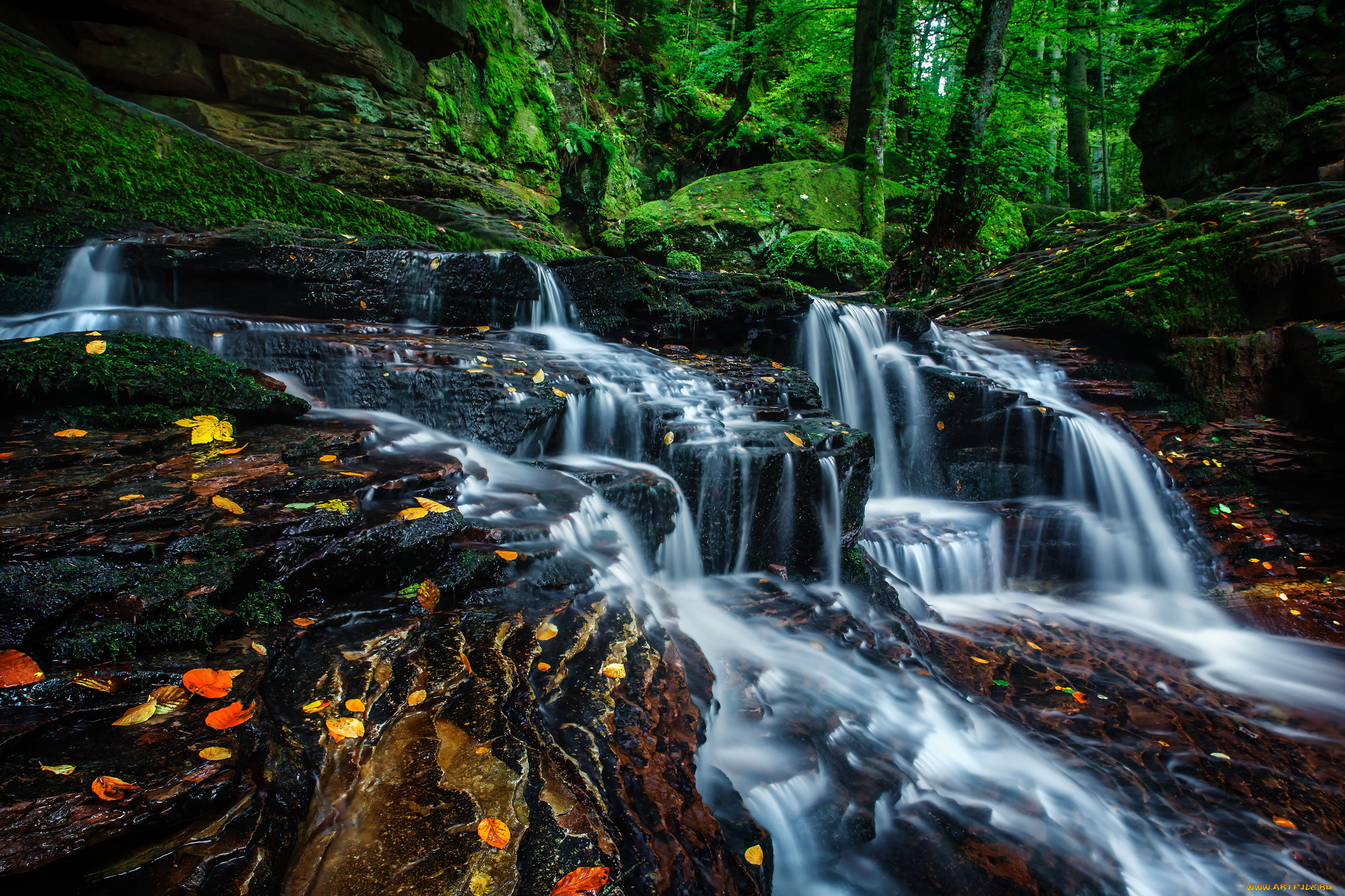 природа, реки, озера, вода, мох, поток, лес