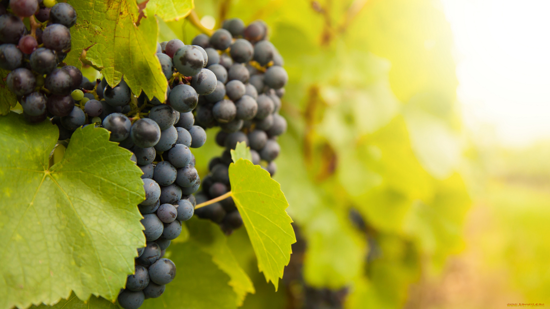 природа, плоды, grapes, leaves, the, vineyard, листва, виноград, грозди, виноградник