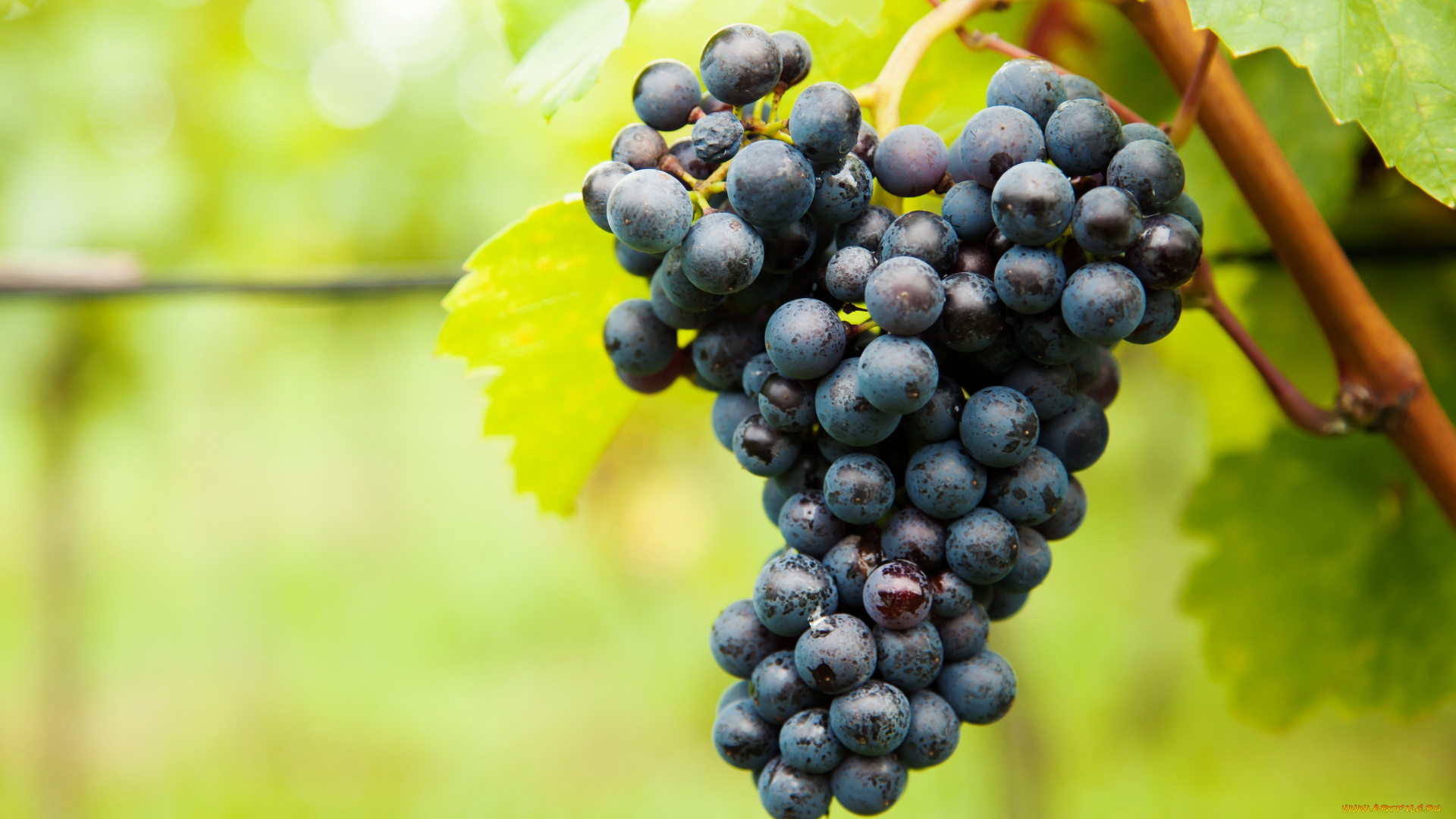 природа, плоды, grapes, leaves, the, vineyard, виноград, грозди, листва, виноградник
