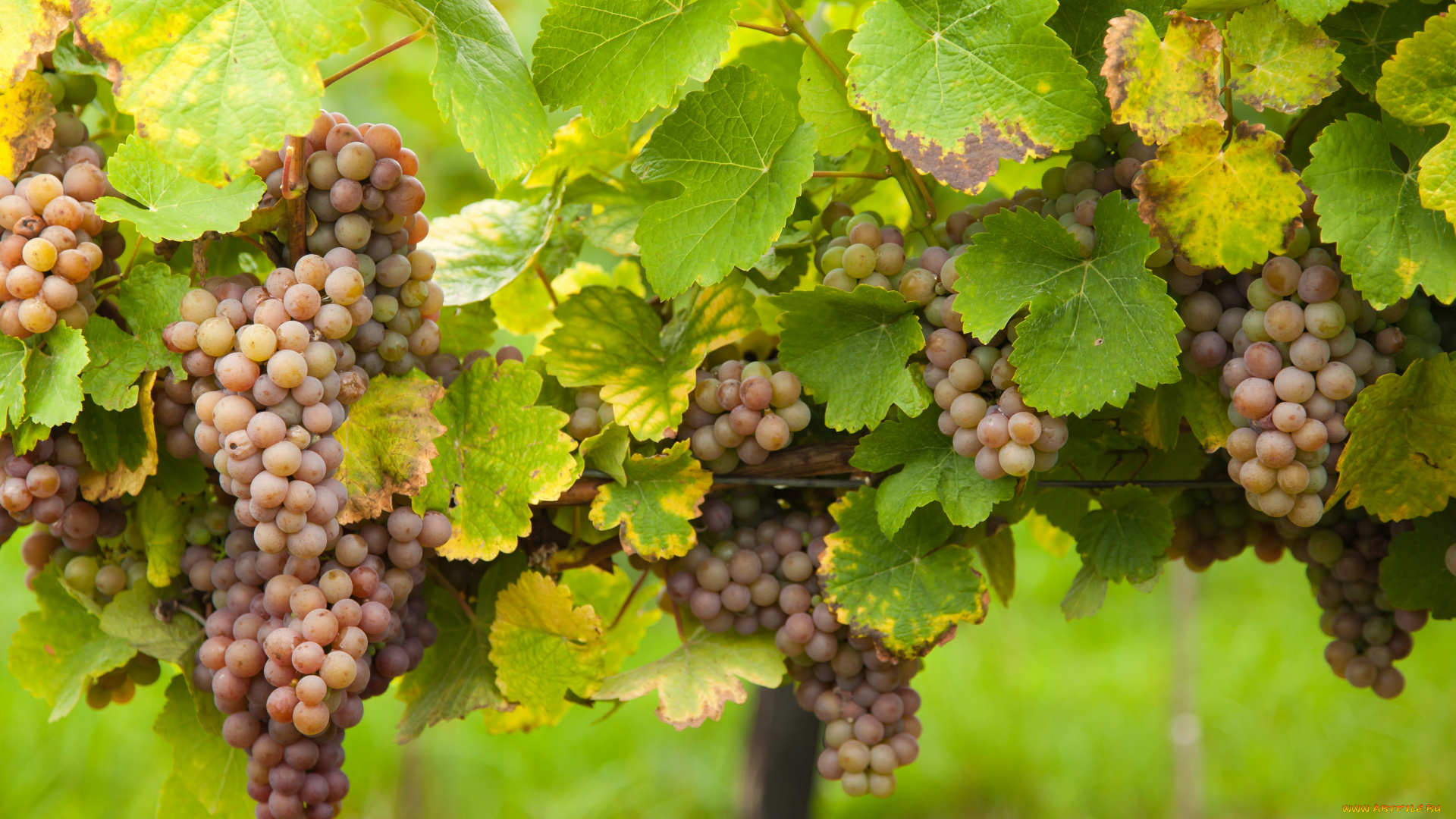 природа, плоды, leaves, the, vineyard, виноград, грозди, виноградник, grapes, листва
