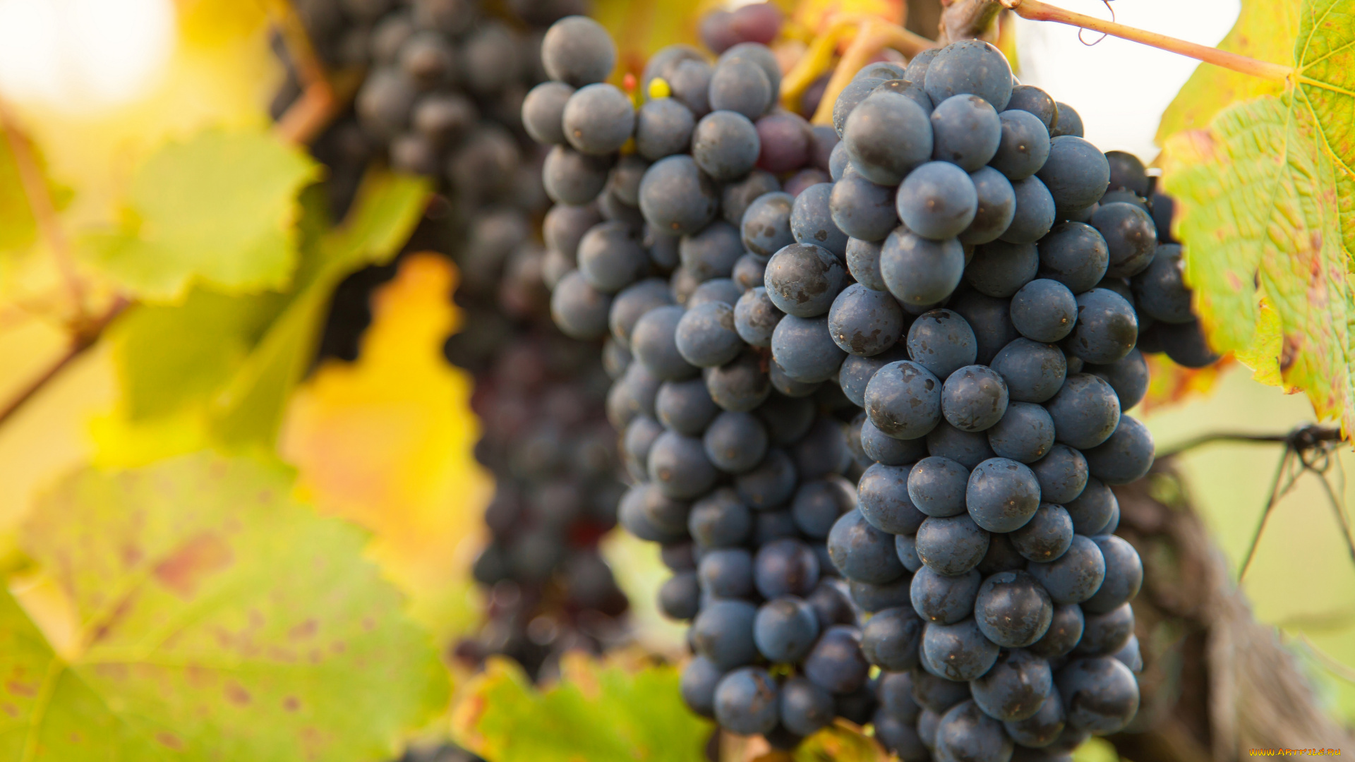 природа, плоды, виноград, грозди, виноградник, листва, the, vineyard, grapes, leaves