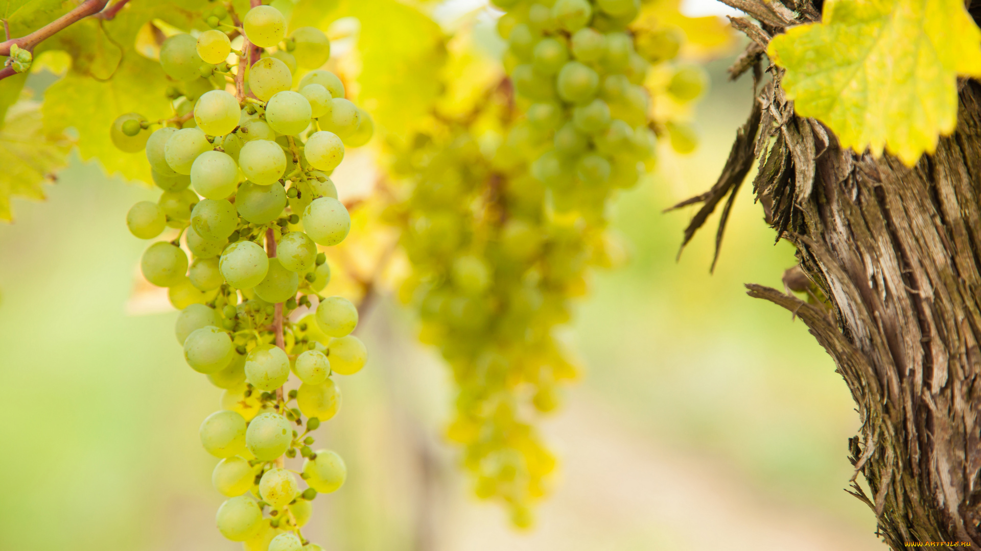 природа, плоды, виноградник, the, vineyard, grapes, виноград, leaves, грозди, листва