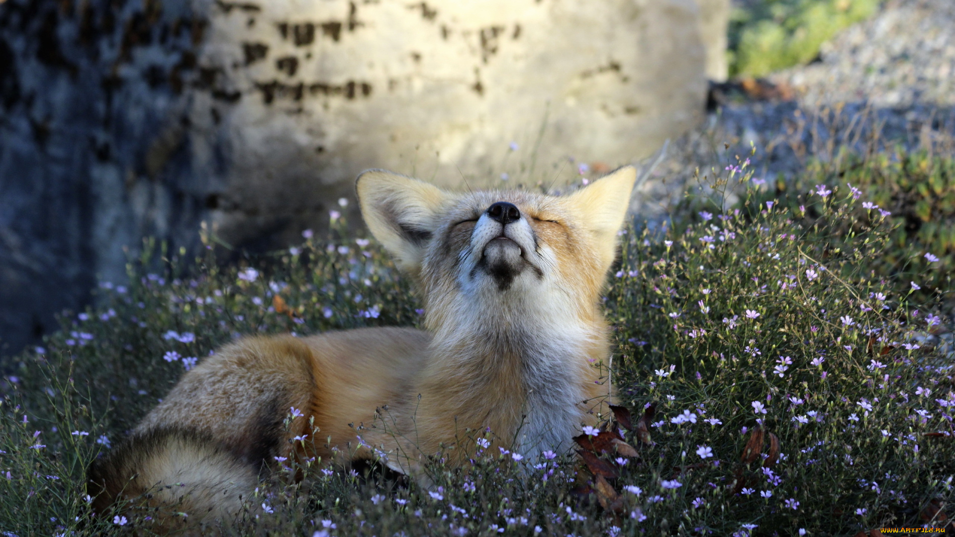 животные, лисы, animal, attitude, fox, nature