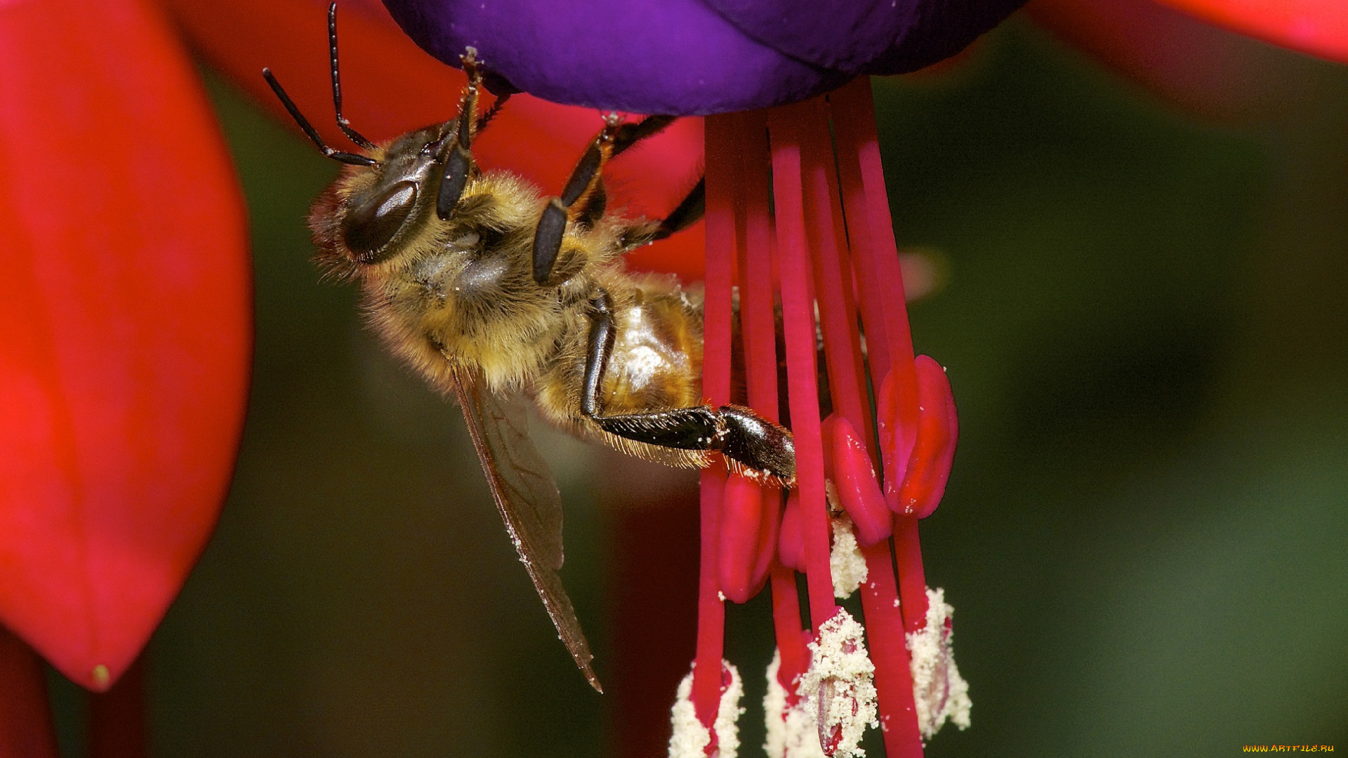 животные, пчелы, , осы, , шмели, цветок, пчела, лепестки, тычинки, опыление, макро