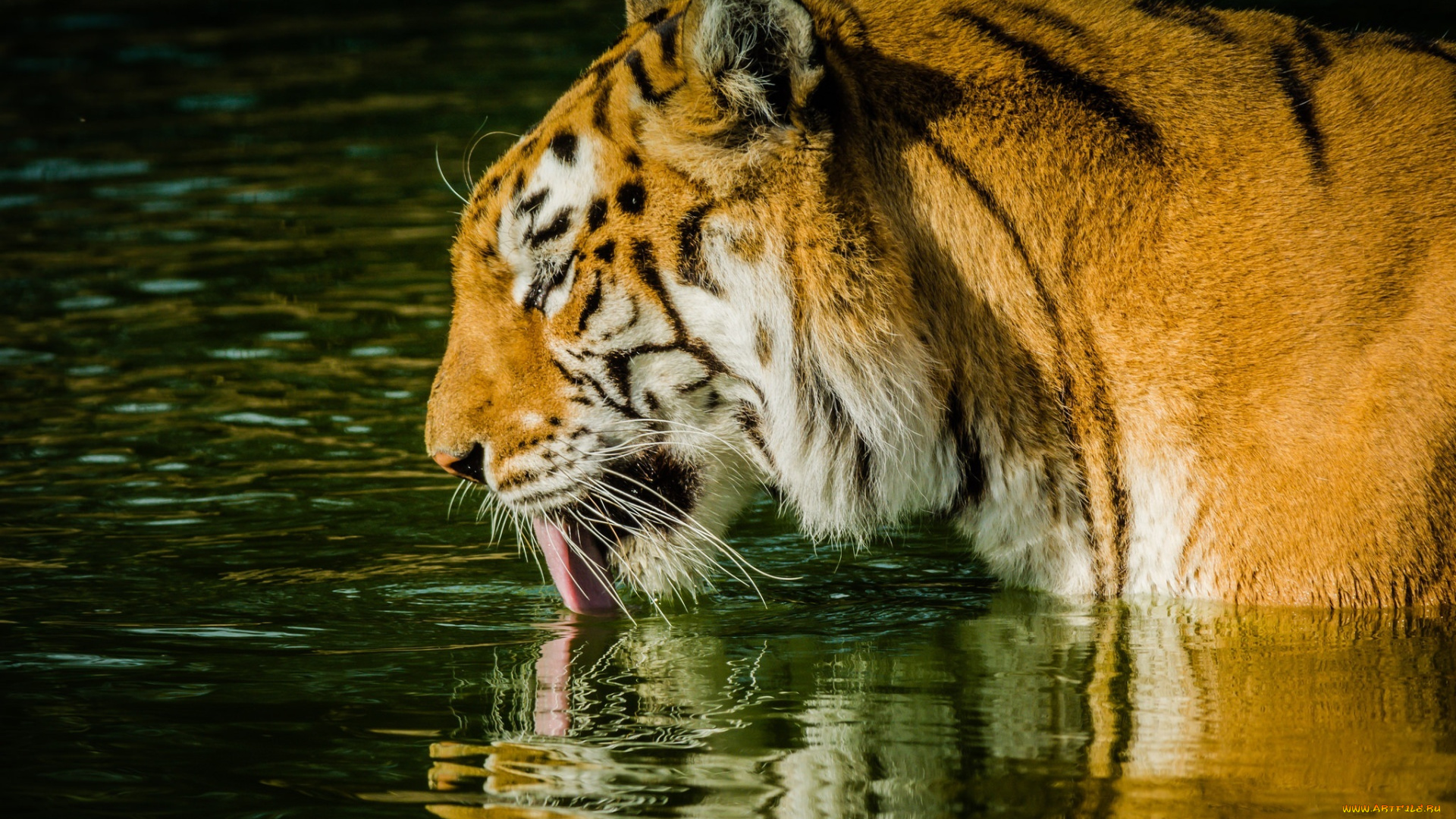 животные, тигры, купание, водоем, вода, язык, профиль, хищник, морда