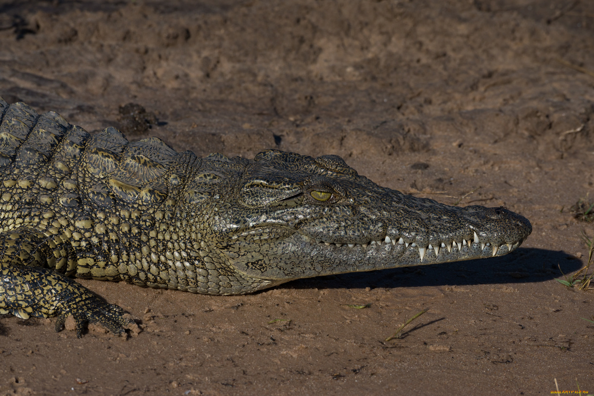 животные, крокодилы, дикая, природа, крокодил, песок, отдыхает