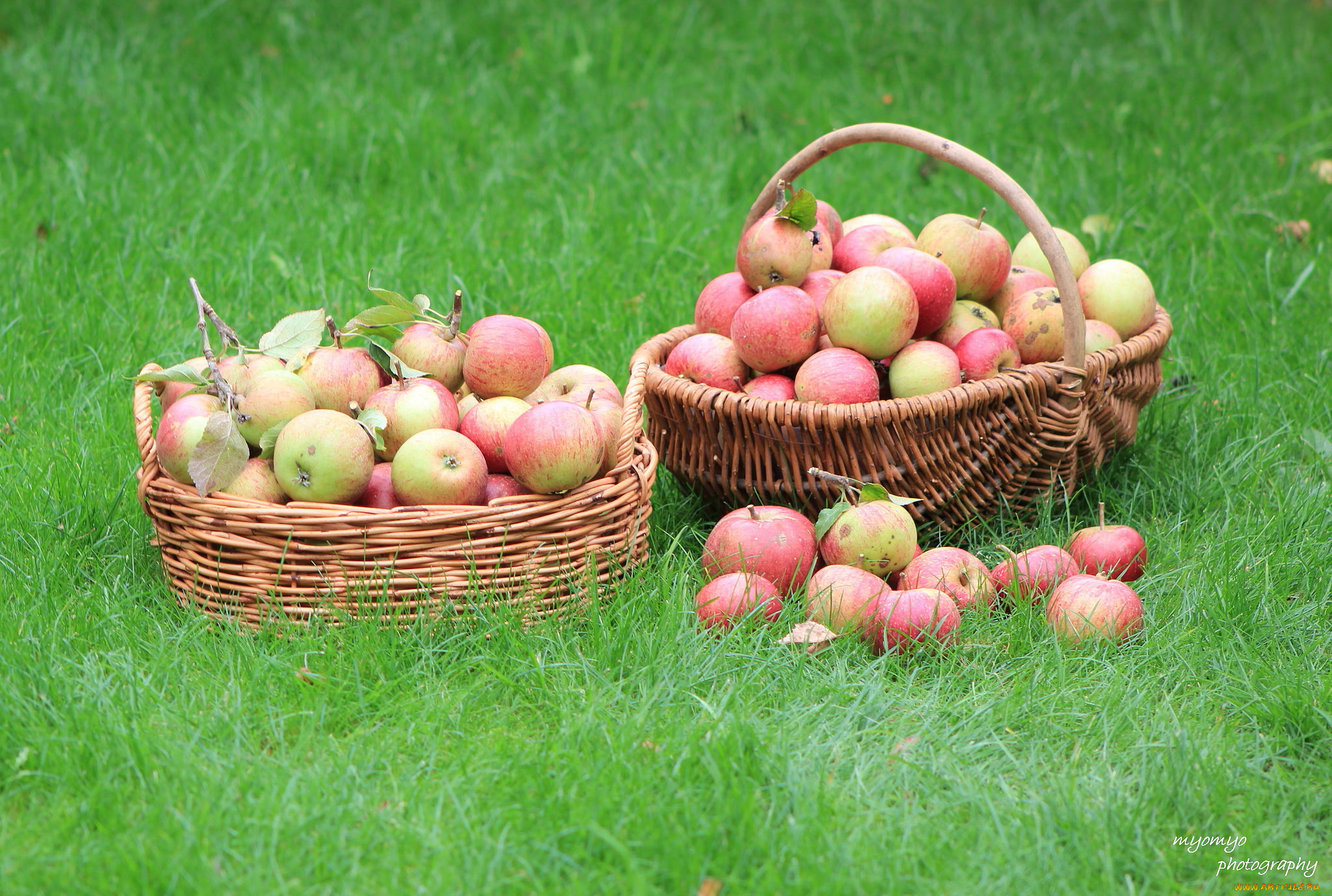 Яблоки в корзине загрузить