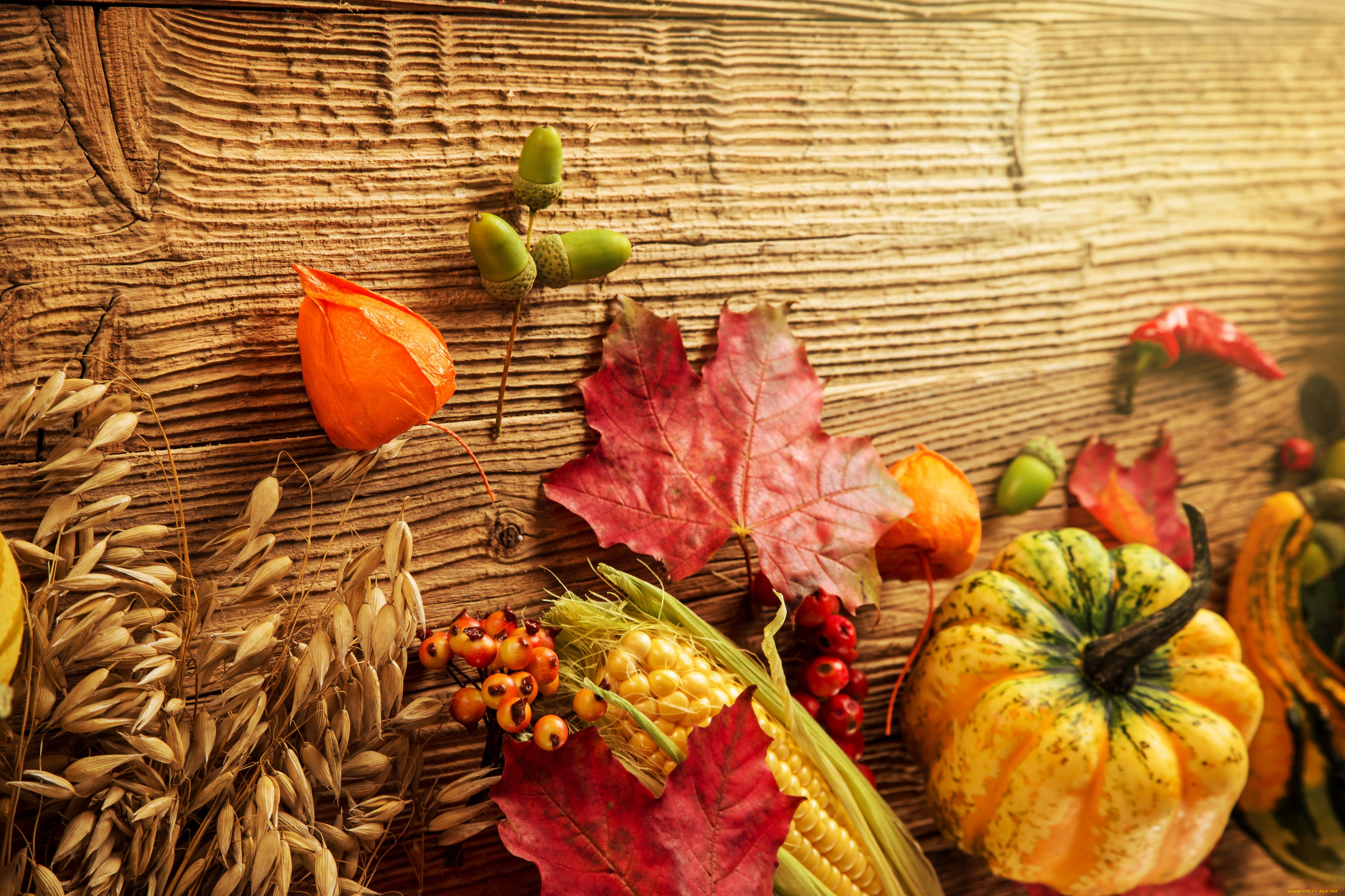 еда, овощи, урожай, тыква, кукуруза, желуди, листья, осень