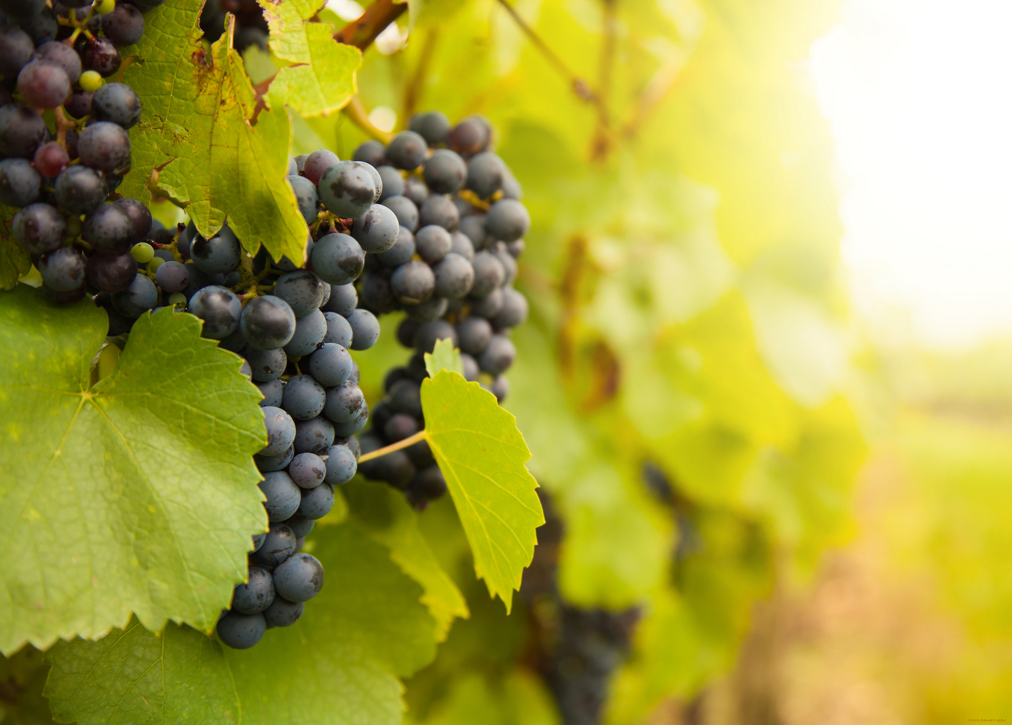 природа, плоды, grapes, leaves, the, vineyard, листва, виноград, грозди, виноградник