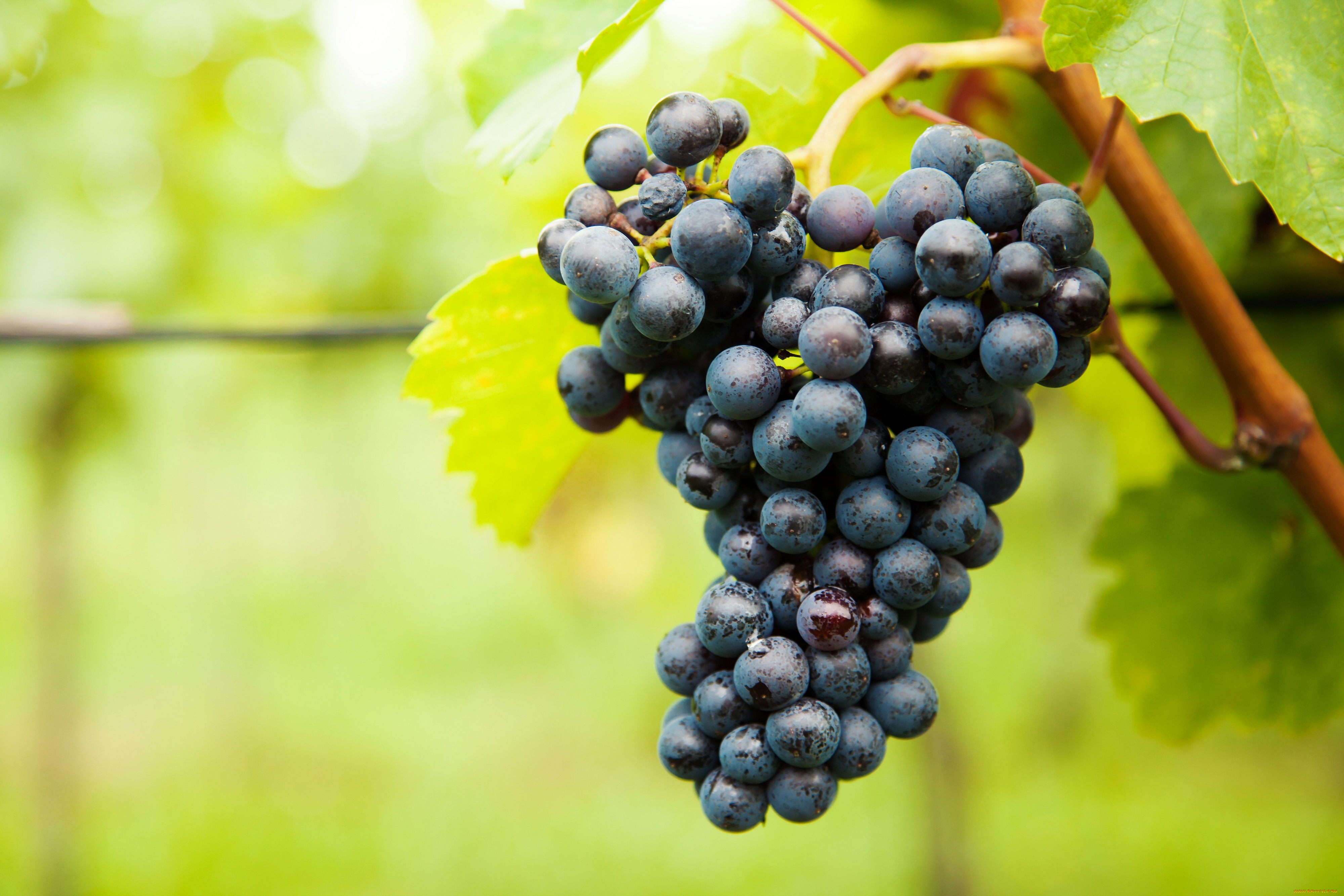 природа, плоды, grapes, leaves, the, vineyard, виноград, грозди, листва, виноградник