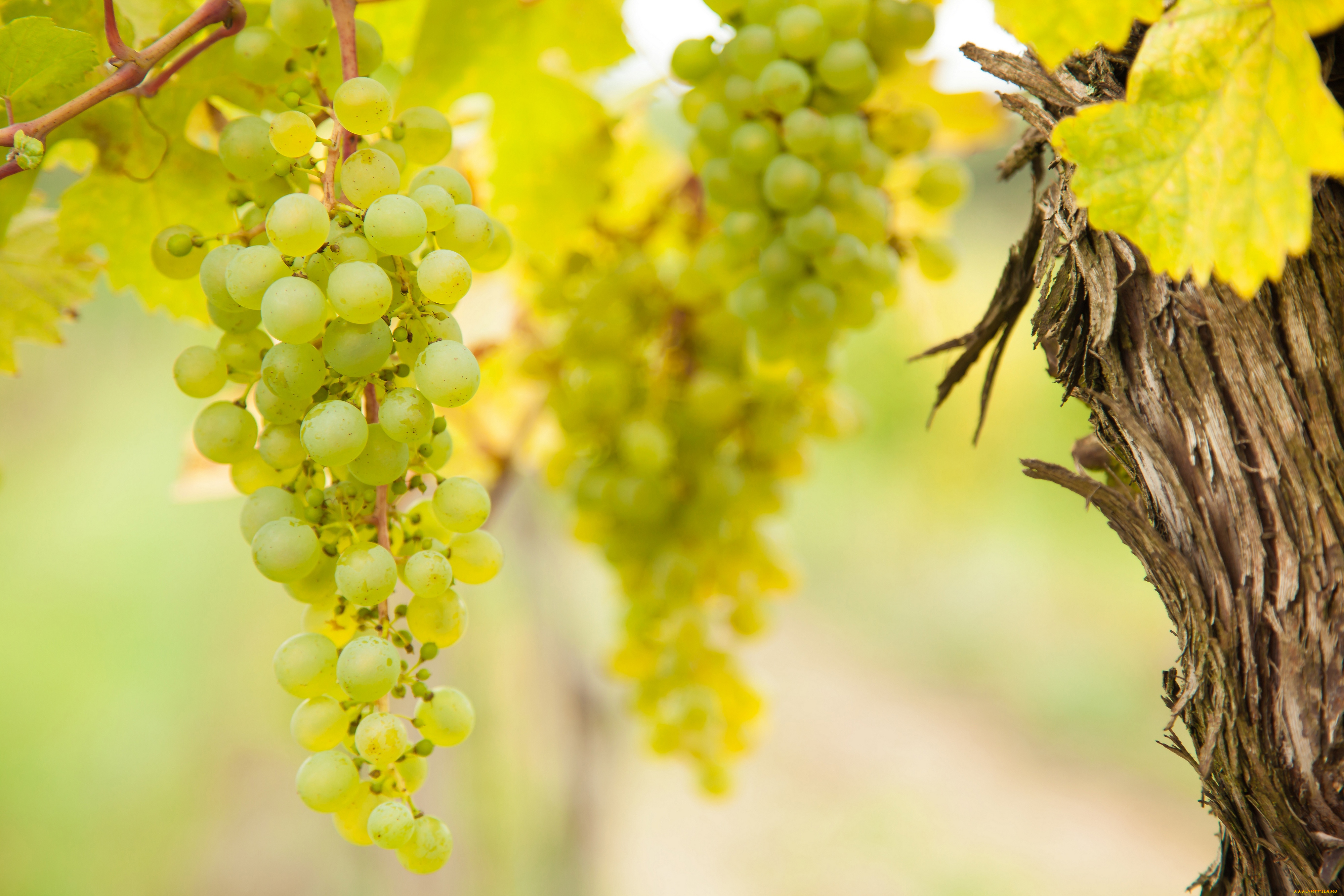 природа, плоды, виноградник, the, vineyard, grapes, виноград, leaves, грозди, листва