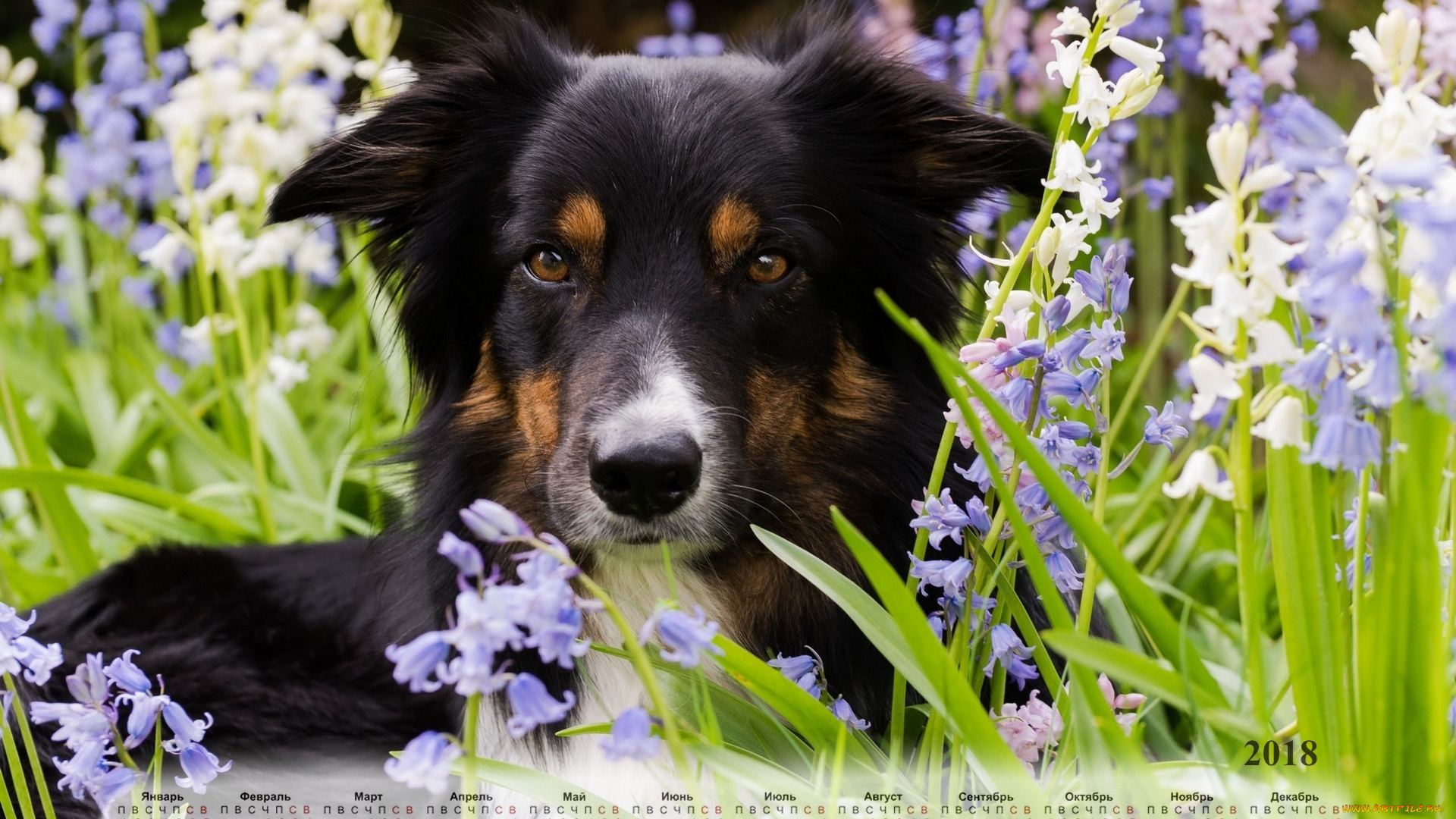 календари, животные, собака, взгляд, цветы, растения