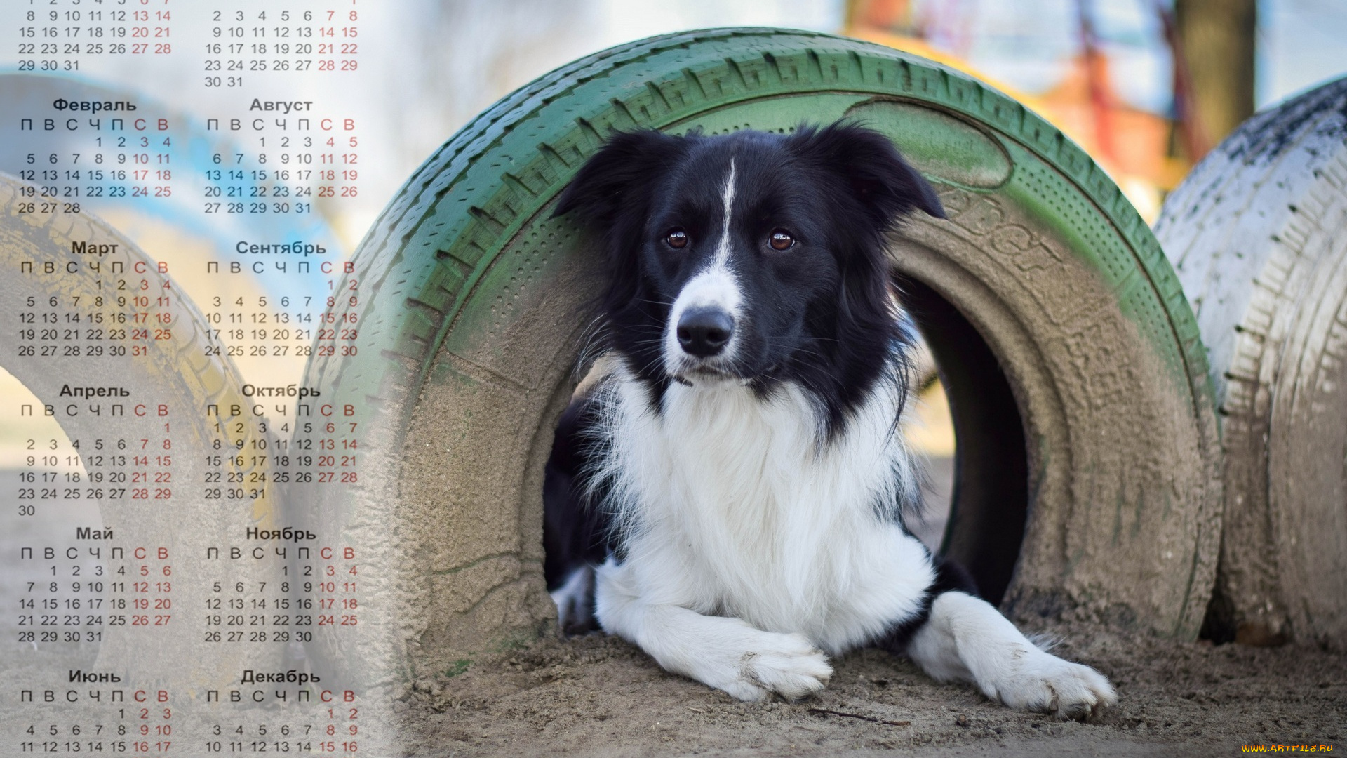 календари, животные, собака, взгляд, шина, песок