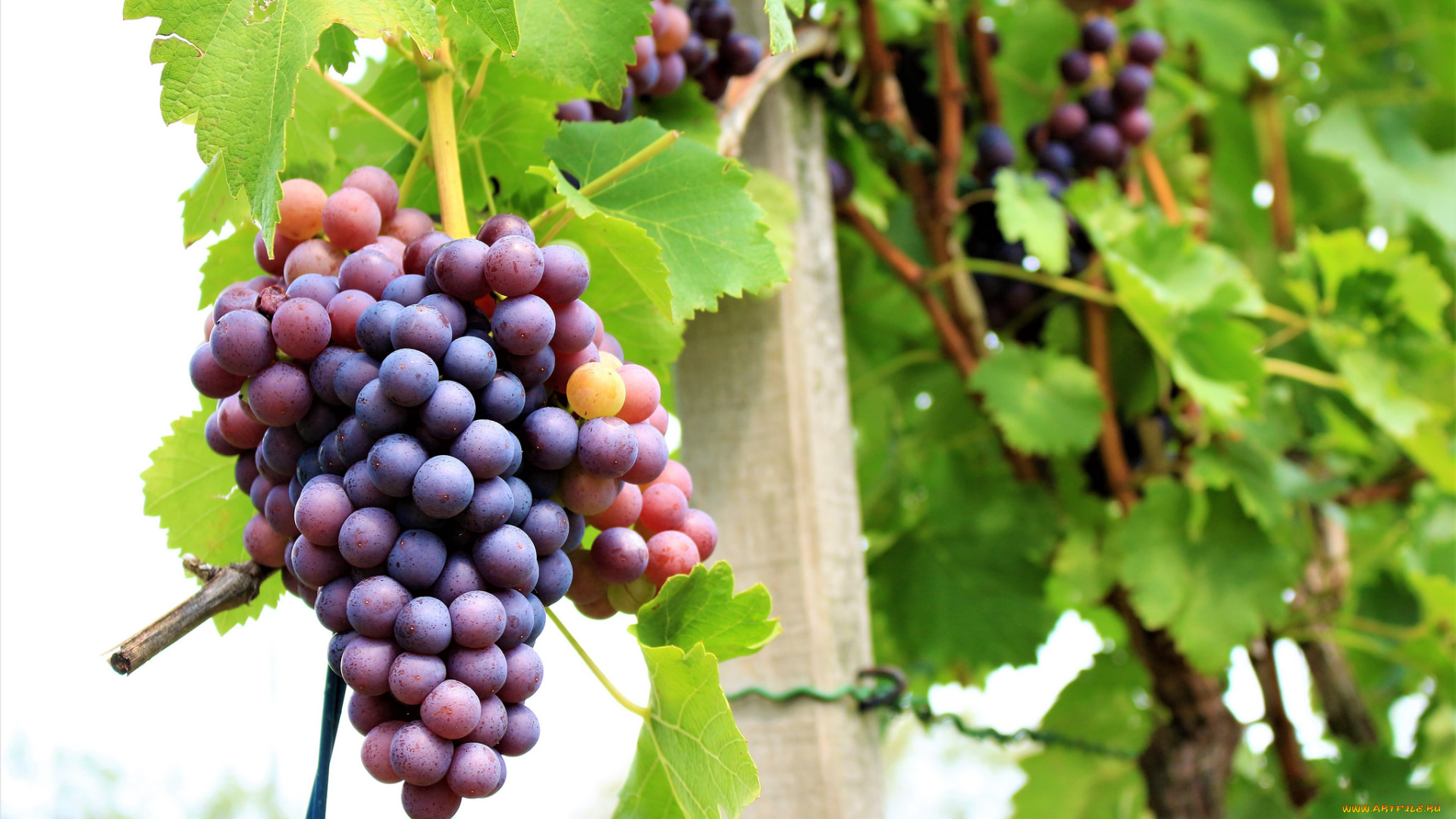 природа, Ягоды, , виноград, grapes, грозди, листва, виноградник, leaves, the, vineyard, виноград