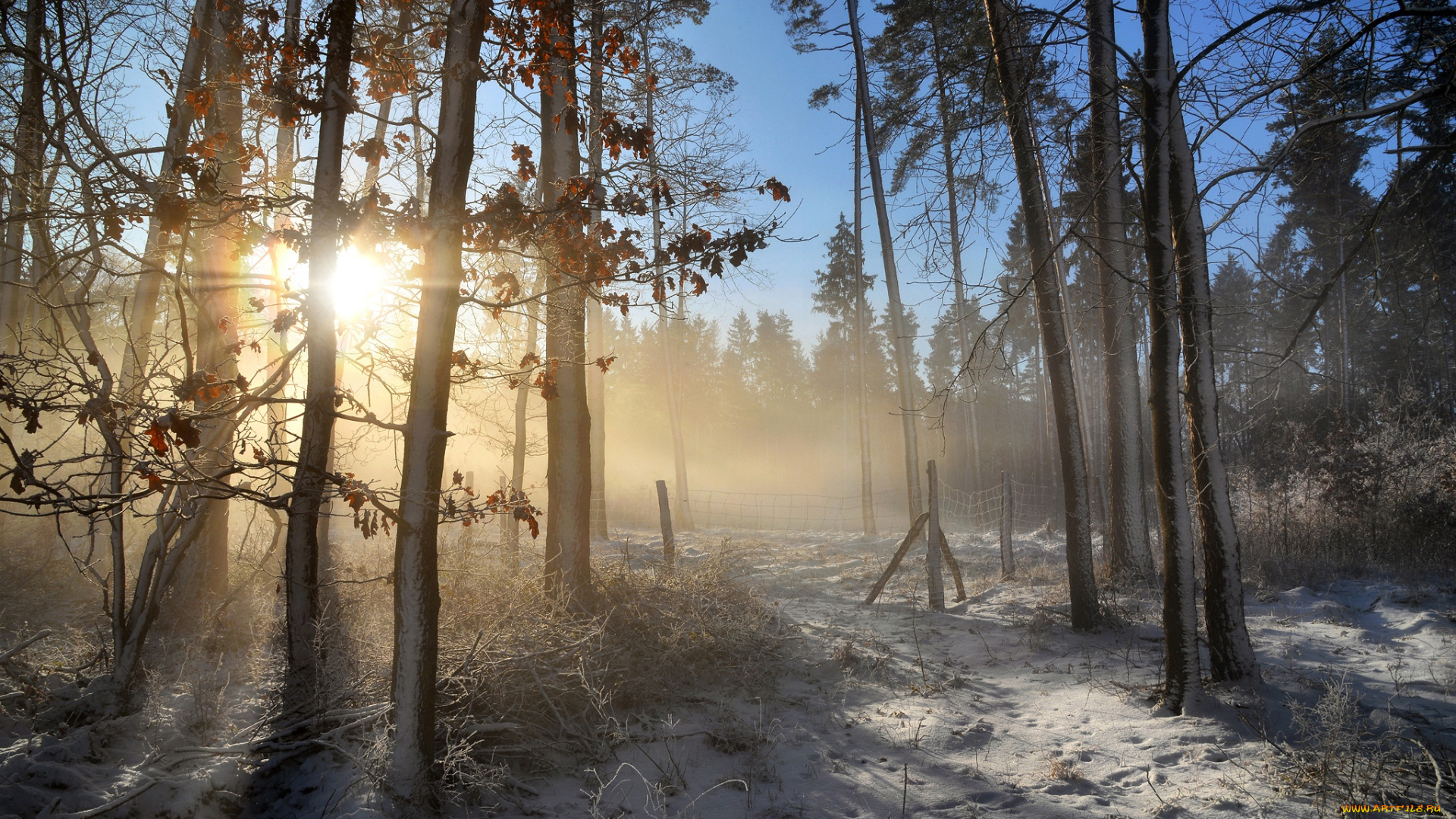 природа, лес, утро, стволы, туман, ветки, листья, лучи, свет, снег, деревья, сосновый, бор, голубое, небо, дымка, сосны, солнечно, мороз, иней, зима