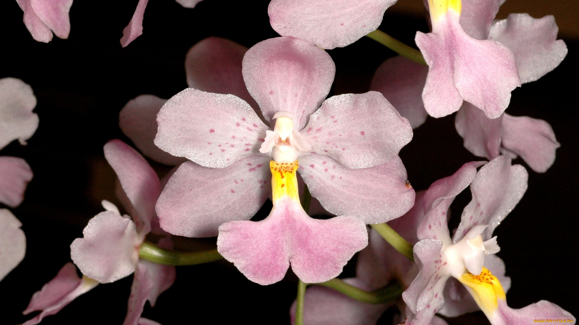 цветы, орхидеи, бледно-розовый