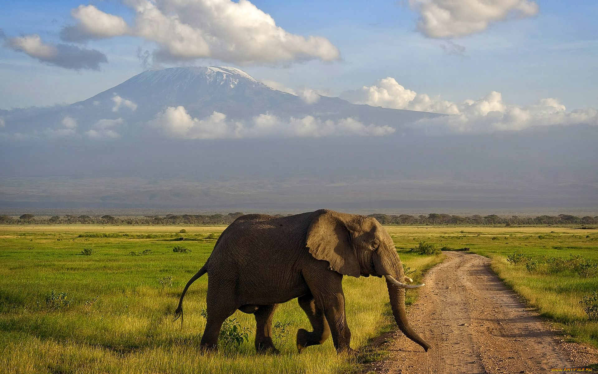 животные, слоны, дорога, горы