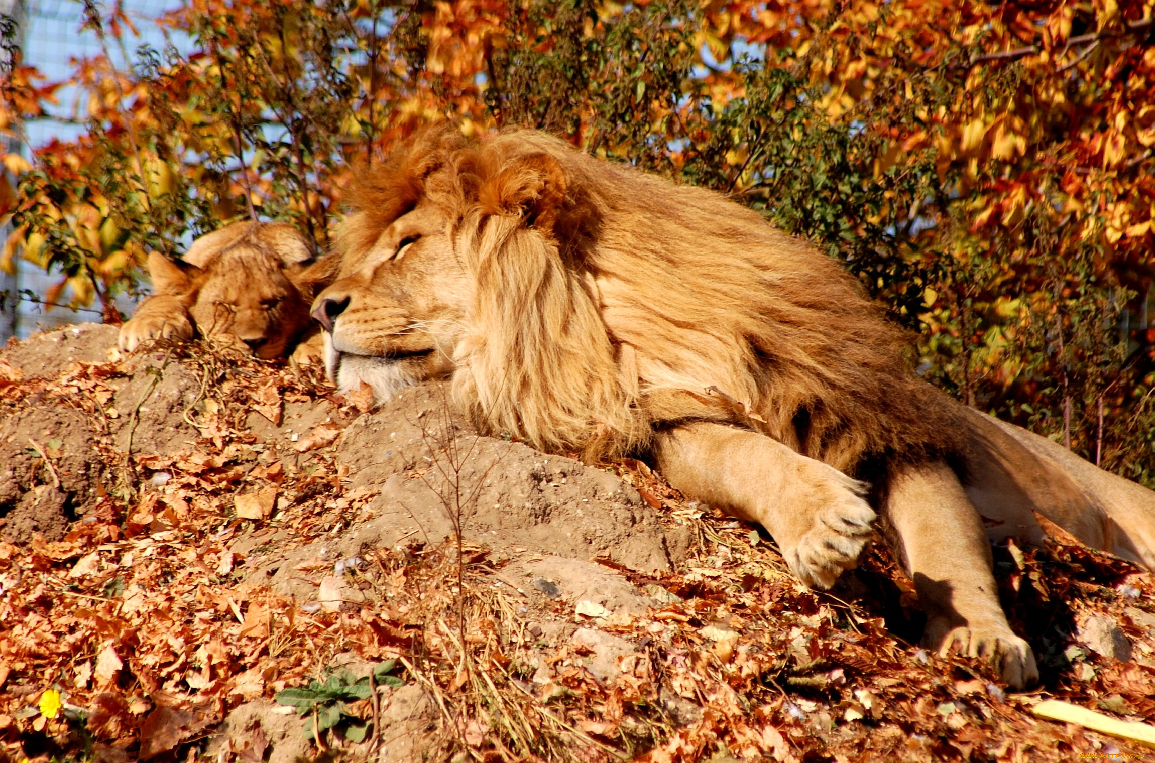 животные, львы, сон, сын, отец