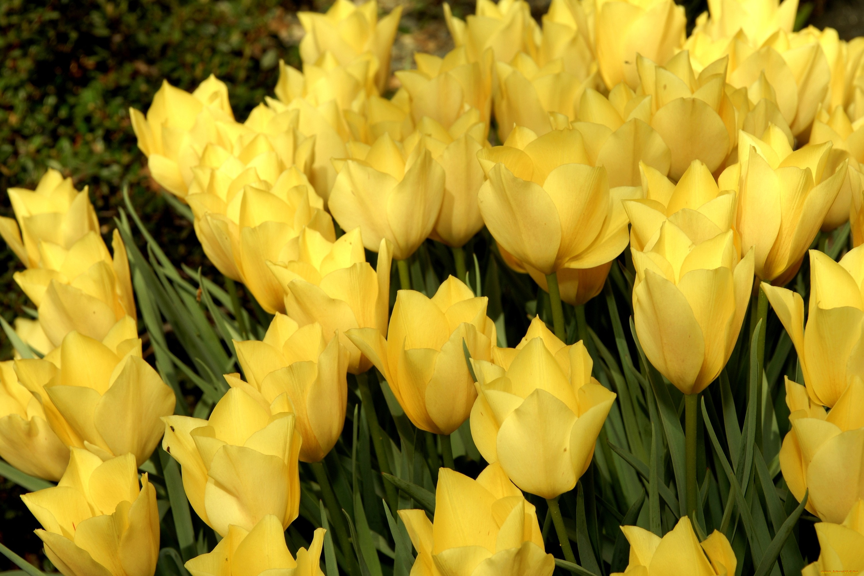 цветы, тюльпаны, желтый, много