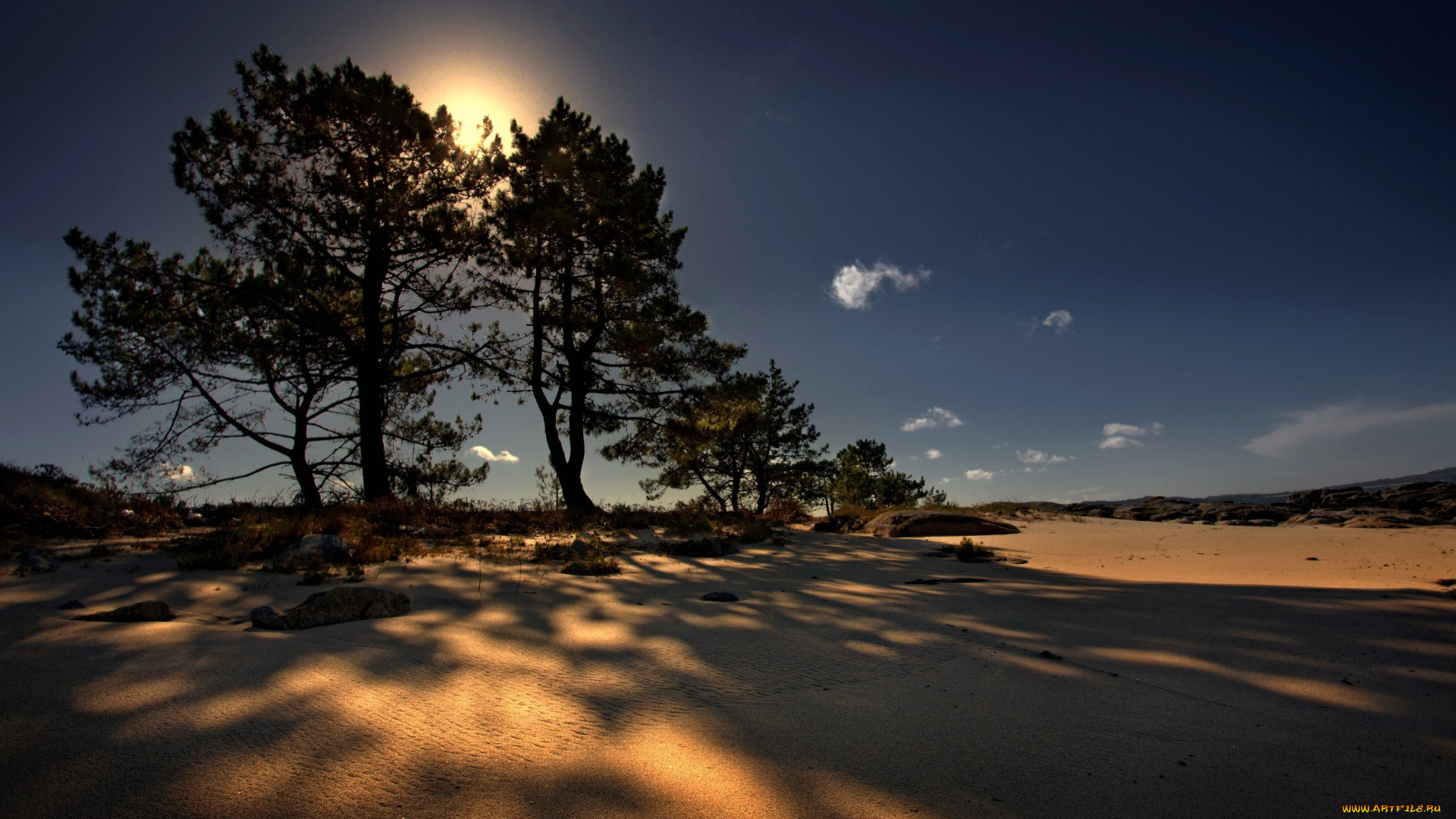 природа, деревья, песок