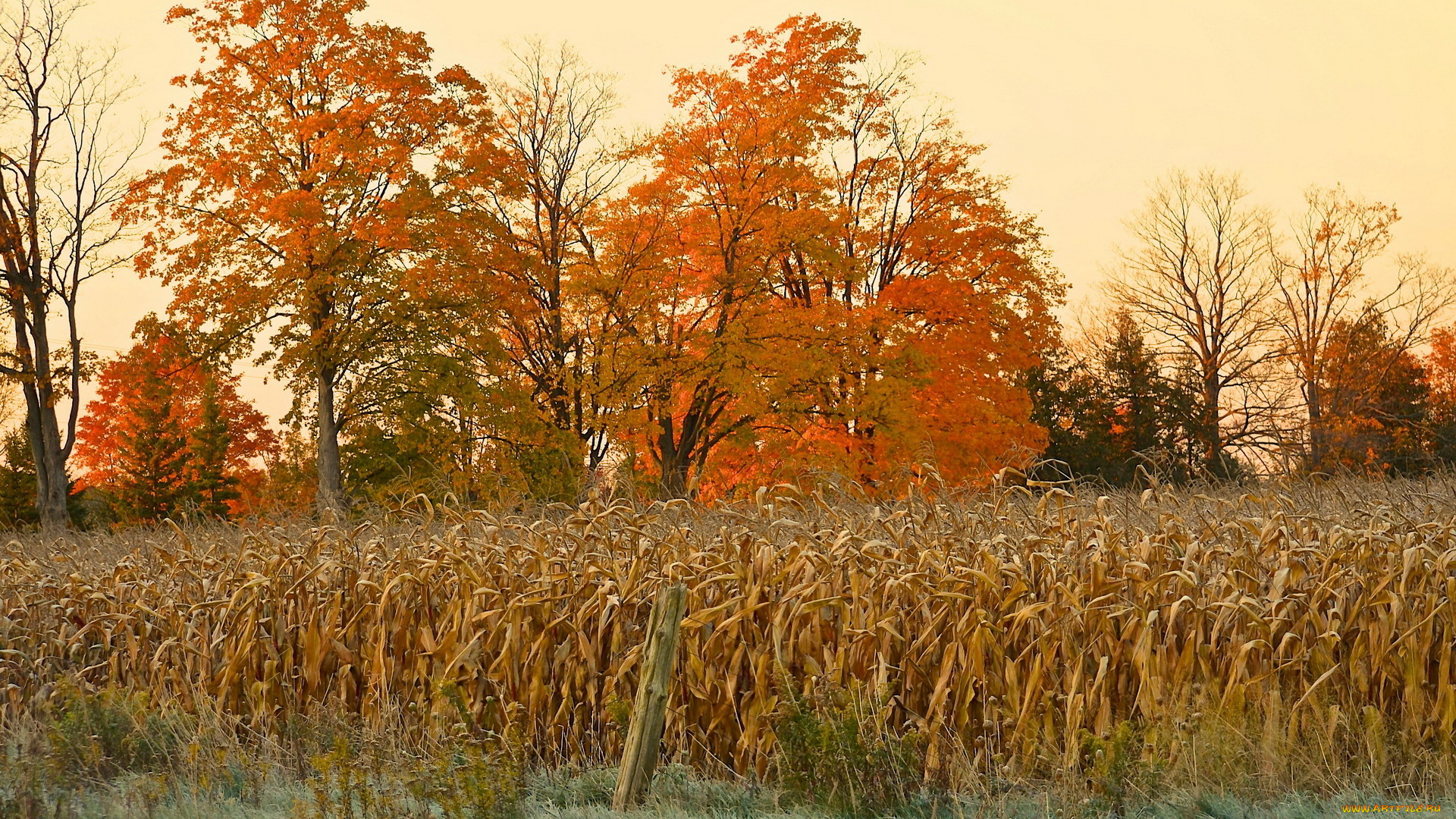 природа, другое, поле, кукуруза, осень