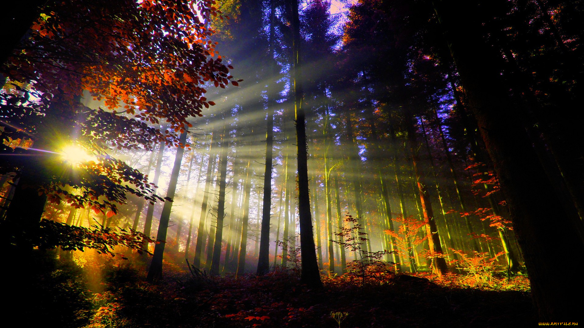природа, лес, свет, лучи, листва, стволы, осень