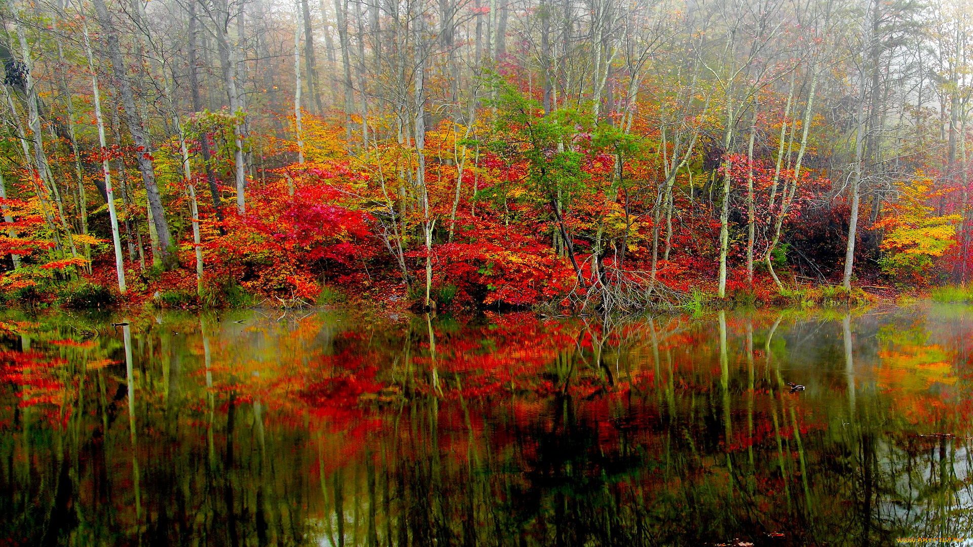 природа, реки, озера, озеро, лес, осень, краски, туман