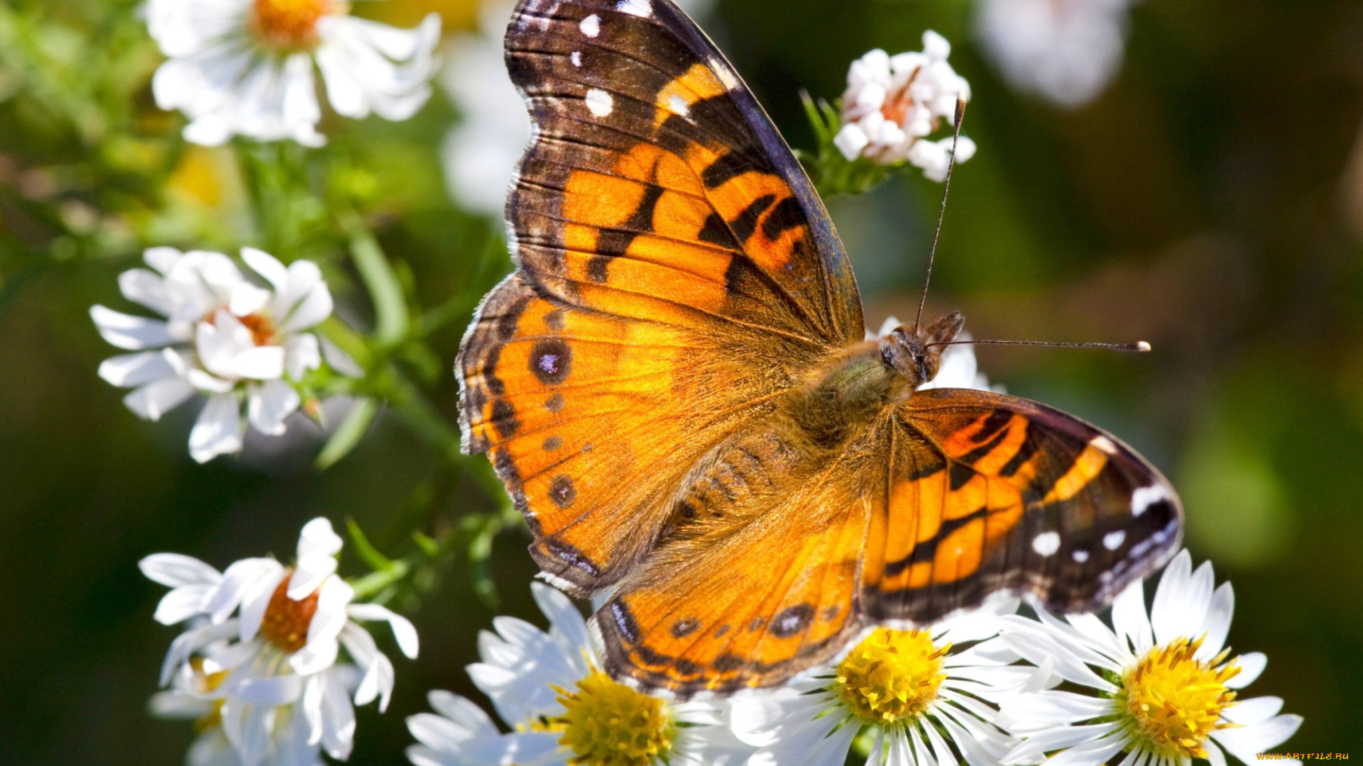животные, бабочки, цветы, крылья