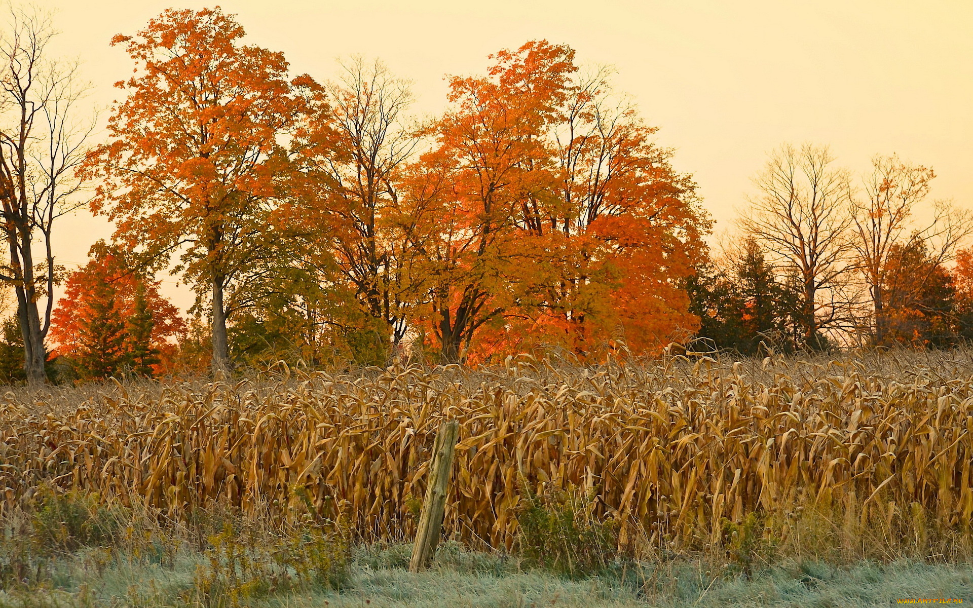 природа, другое, поле, кукуруза, осень