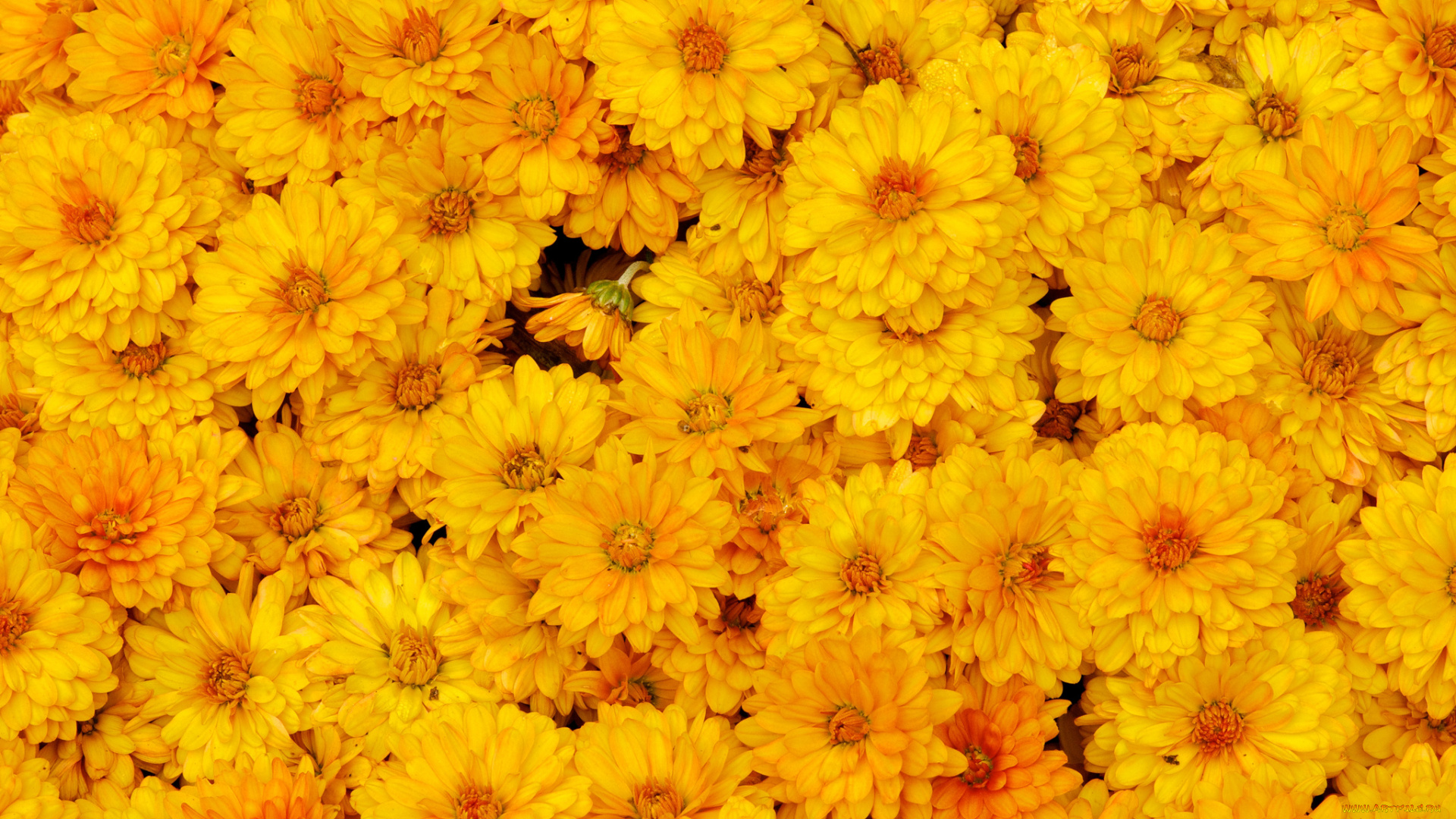 цветы, хризантемы, макро, жёлтые