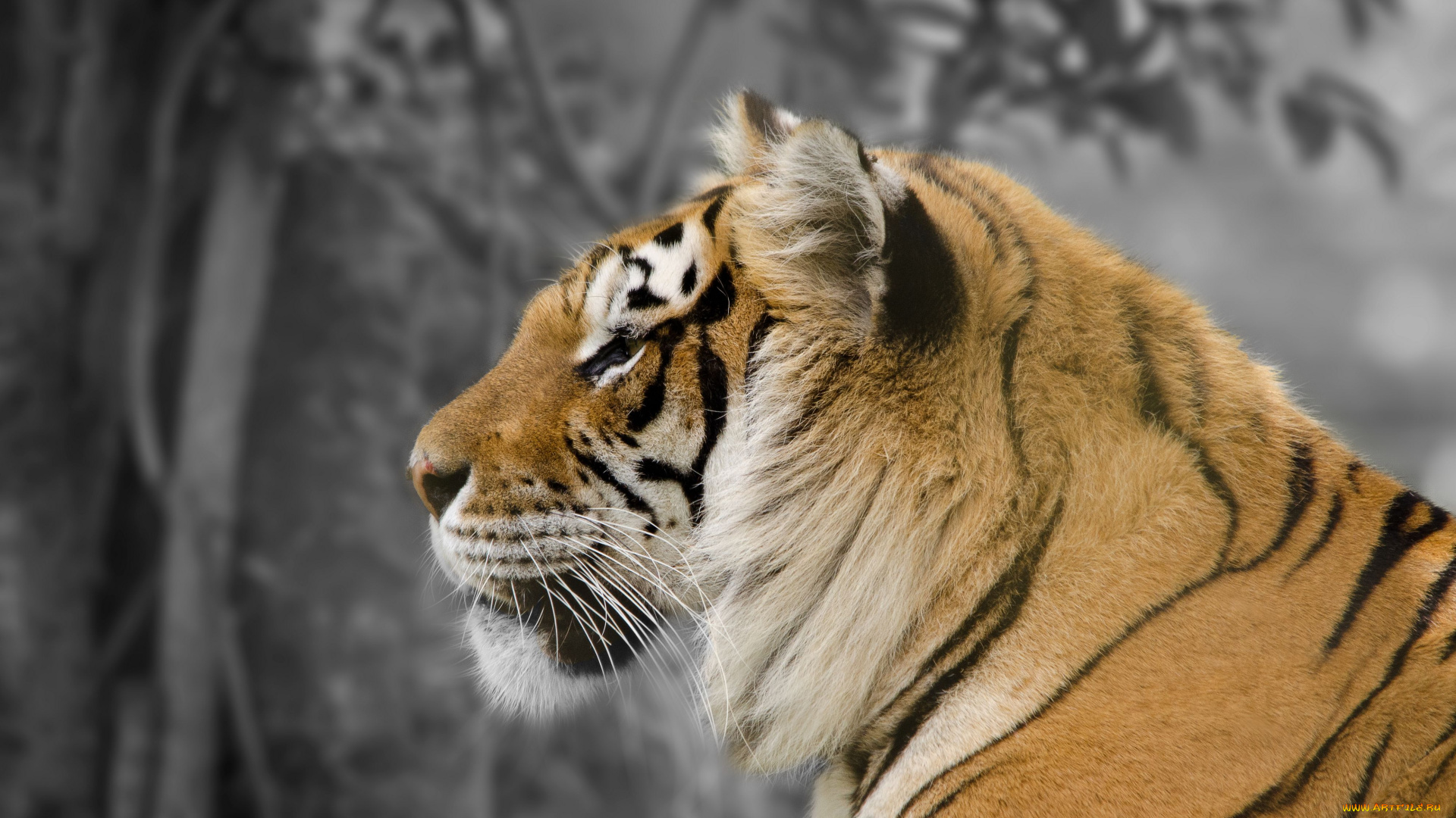 животные, тигры, портрет, профиль, красавец