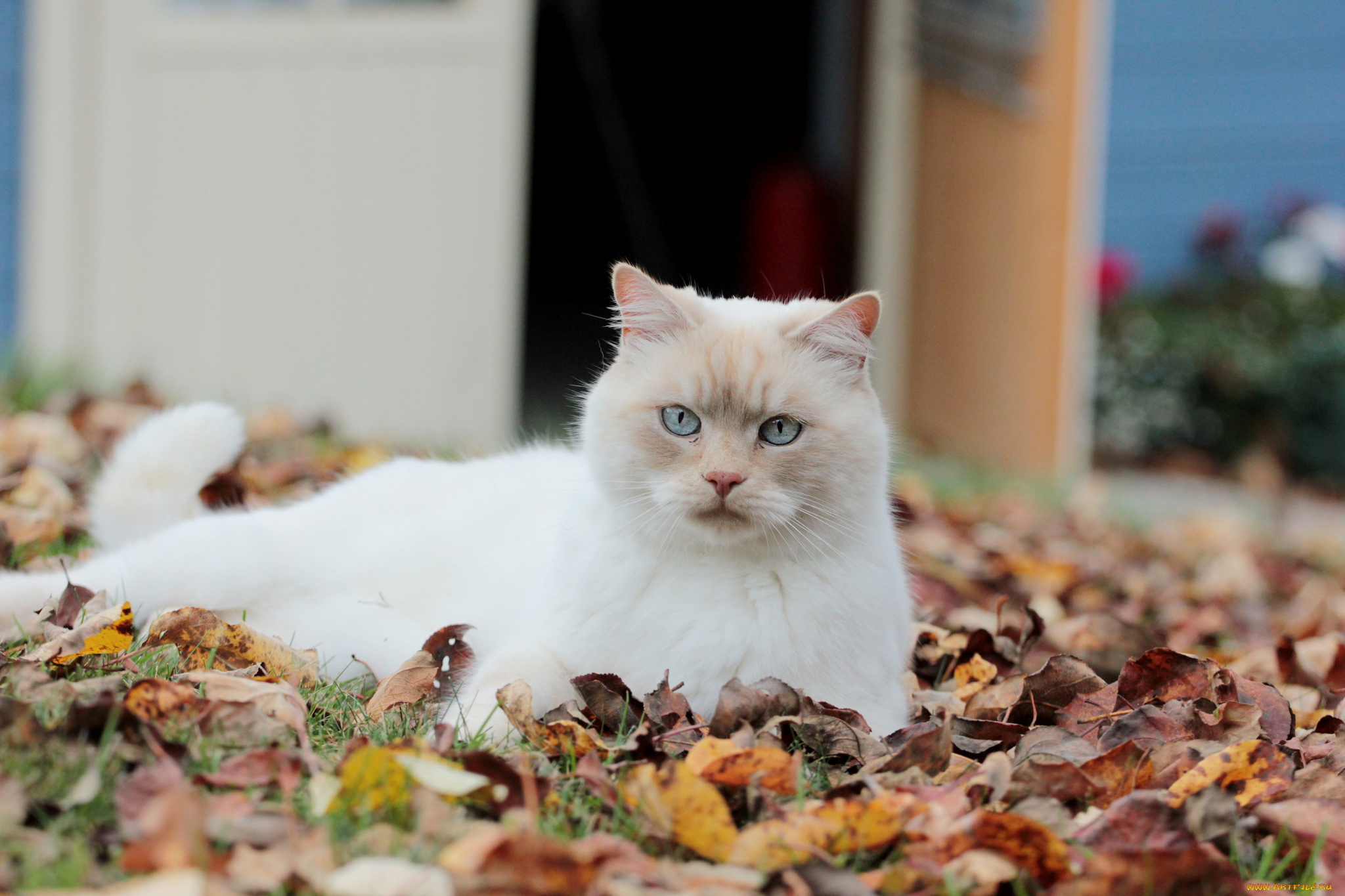 животные, коты, листва, осень