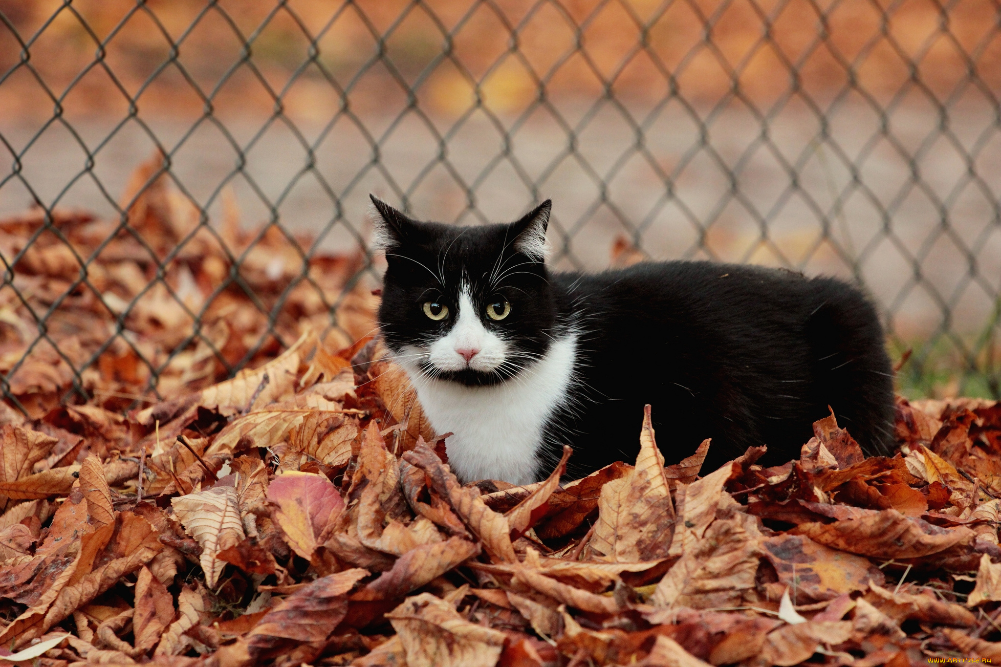 животные, коты, осень, листва