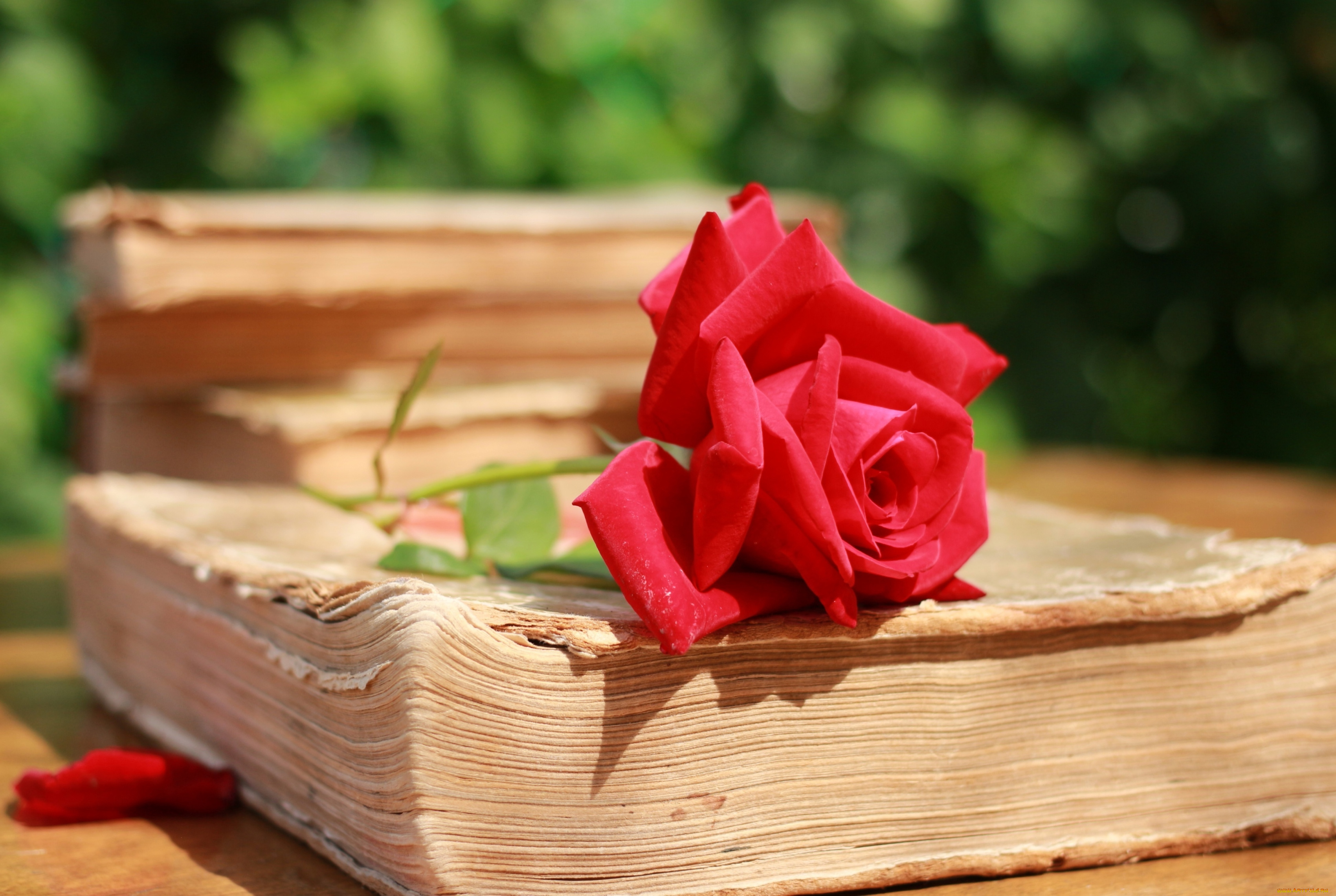 цветы, розы, книги, красный