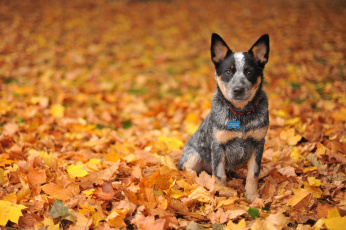 Картинка животные собаки австралийская пастушья собака осень листья австралийский хилер