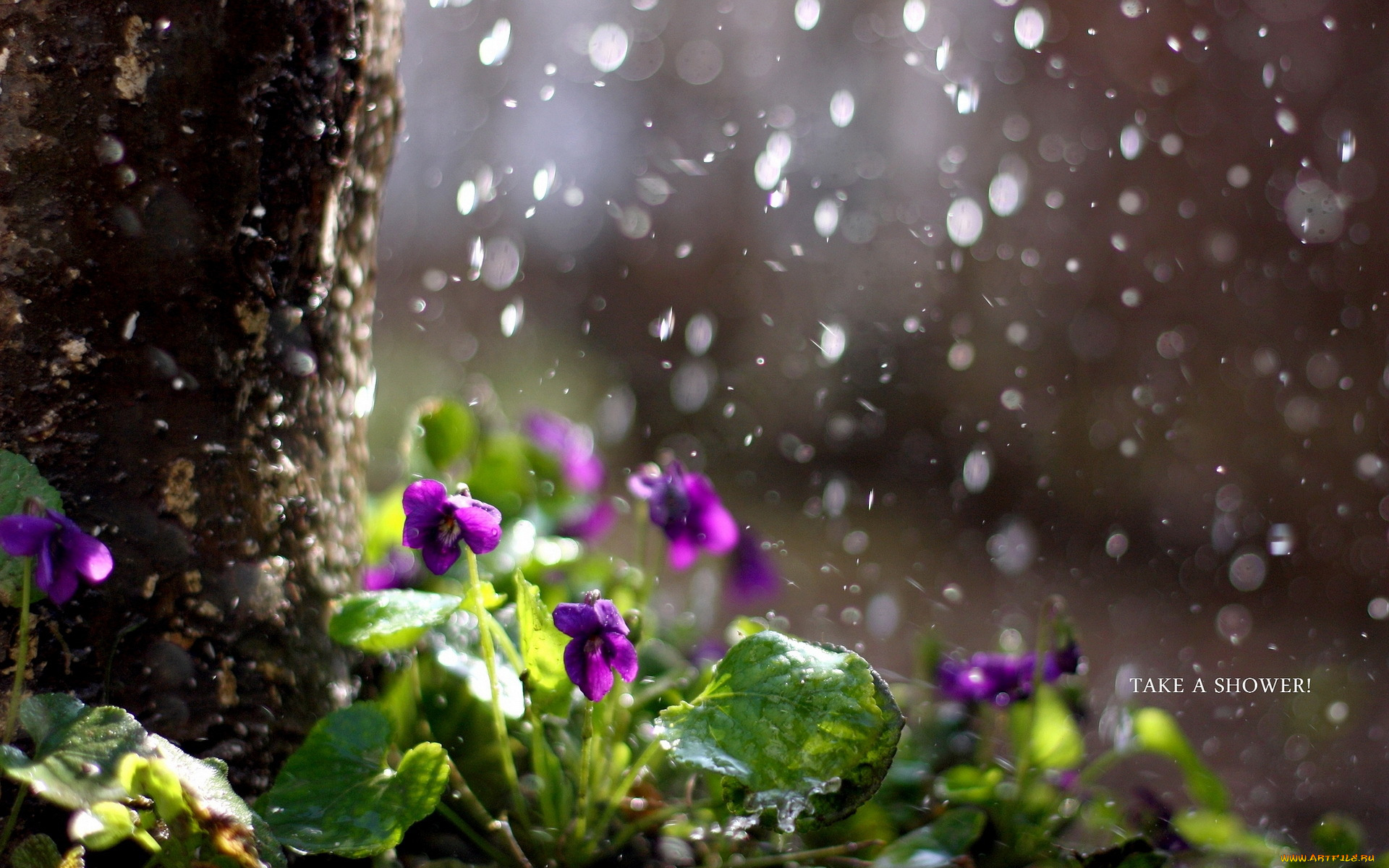 цветы, фиалки, природа, дождь