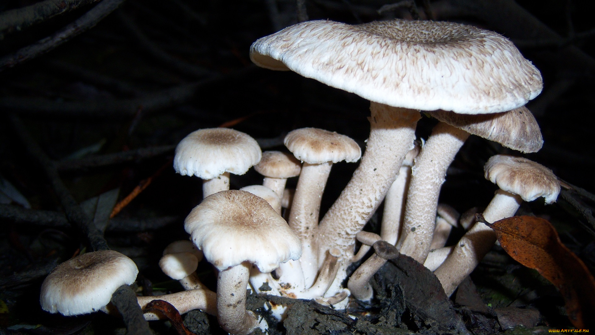 природа, грибы