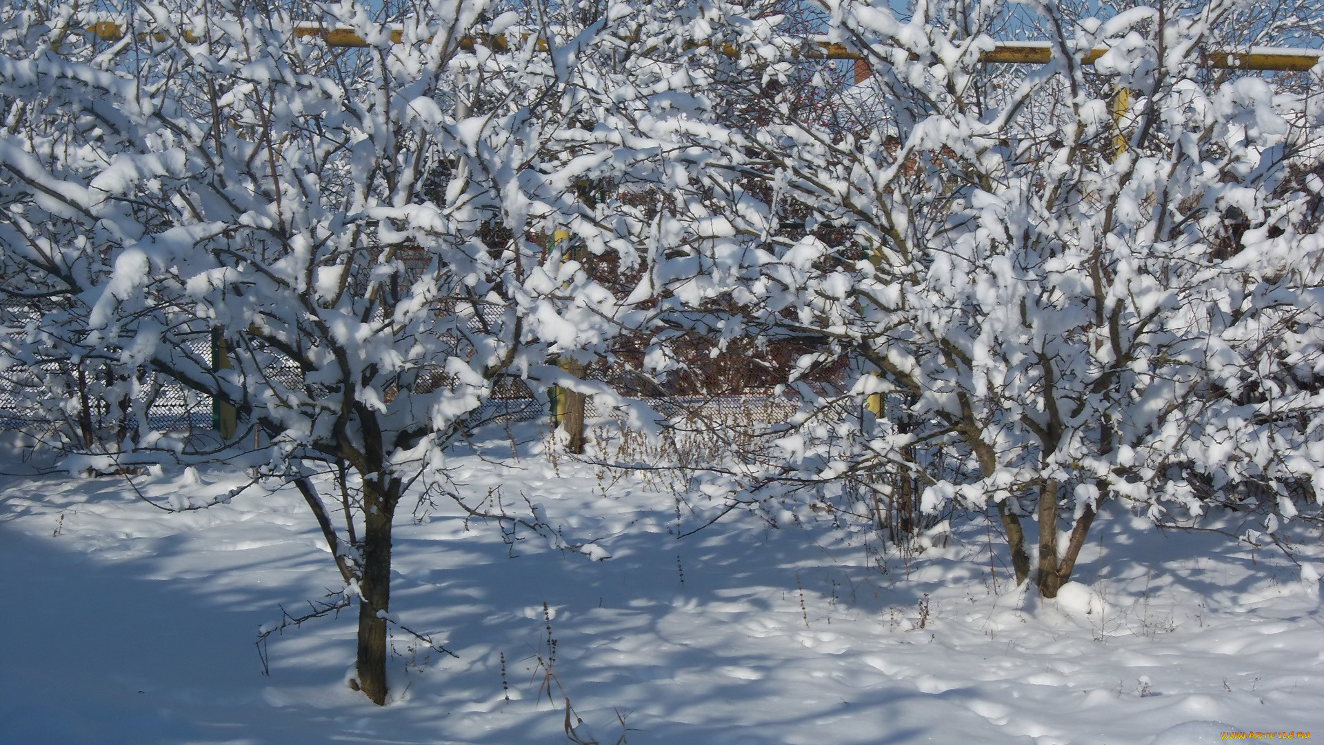 природа, зима, сад